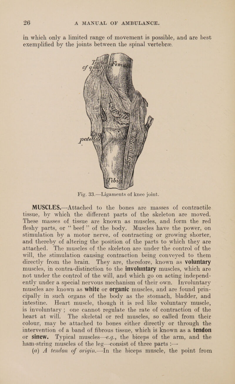 in which only a limited range of movement is possible, and are best exemplified by the joints between the spinal vertebre. Fig. 33.—Ligaments of knee joint. MUSCLES.—Attached to the bones are masses of contractile tissue, by which the different parts of the skeleton are moved. These masses of tissue are known as muscles, and form the red fleshy parts, or “ beef” of the body. Muscles have the power, on stimulation by a motor nerve, of contracting or growing shorter, and thereby of altering the position.of the parts to which they are attached. The muscles of the skeleton are under the control of the will, the stimulation causing contraction being conveyed to them directly from the brain. They are, therefore, known as voluntary muscles, in contra-distinction to the involuntary muscles, which are not under the control of the will, and which go on acting independ- ently under a special nervous mechanism of their own. Involuntary muscles are known as white or organic muscles, and are found prin- cipally in such organs of the body as the stomach, bladder, and intestine. Heart muscle, though it is red like voluntary muscle, is involuntary ; one cannot regulate the rate of contraction of the heart at will. The skeletal or red muscles, so called from their colour, may be attached to bones either directly or through the intervention of a band of fibrous tissue, which is known as a tendon or sinew. Typical muscles—e.g., the biceps of the arm, and the ham-string muscles of the lee—consist of three parts :— (a) A tendon of origin.—In the biceps muscle, the point from