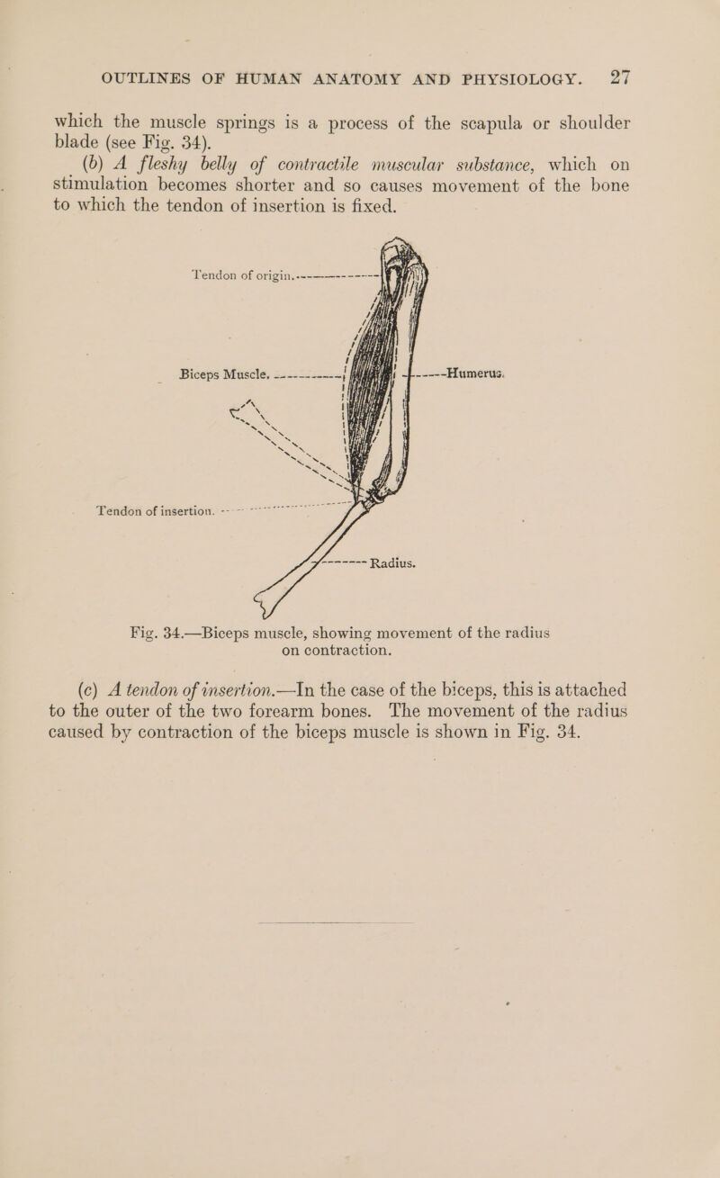 which the muscle springs is a process of the scapula or shoulder blade (see Fig. 34). (6) A fleshy belly of contractile muscular substance, which on stimulation becomes shorter and so causes movement of the bone to which the tendon of insertion is fixed. Tendon of origin, ---—-—-------- Y =. Biceps Muscle, —----------, aa ta Hf IBS Tendon of insertion. ---~ Fig. 34.—Biceps muscle, showing movement of the radius on contraction. (c) A tendon of insertion.—In the case of the biceps, this is attached to the outer of the two forearm bones. The movement of the radius caused by contraction of the biceps muscle is shown in Fig. 34.