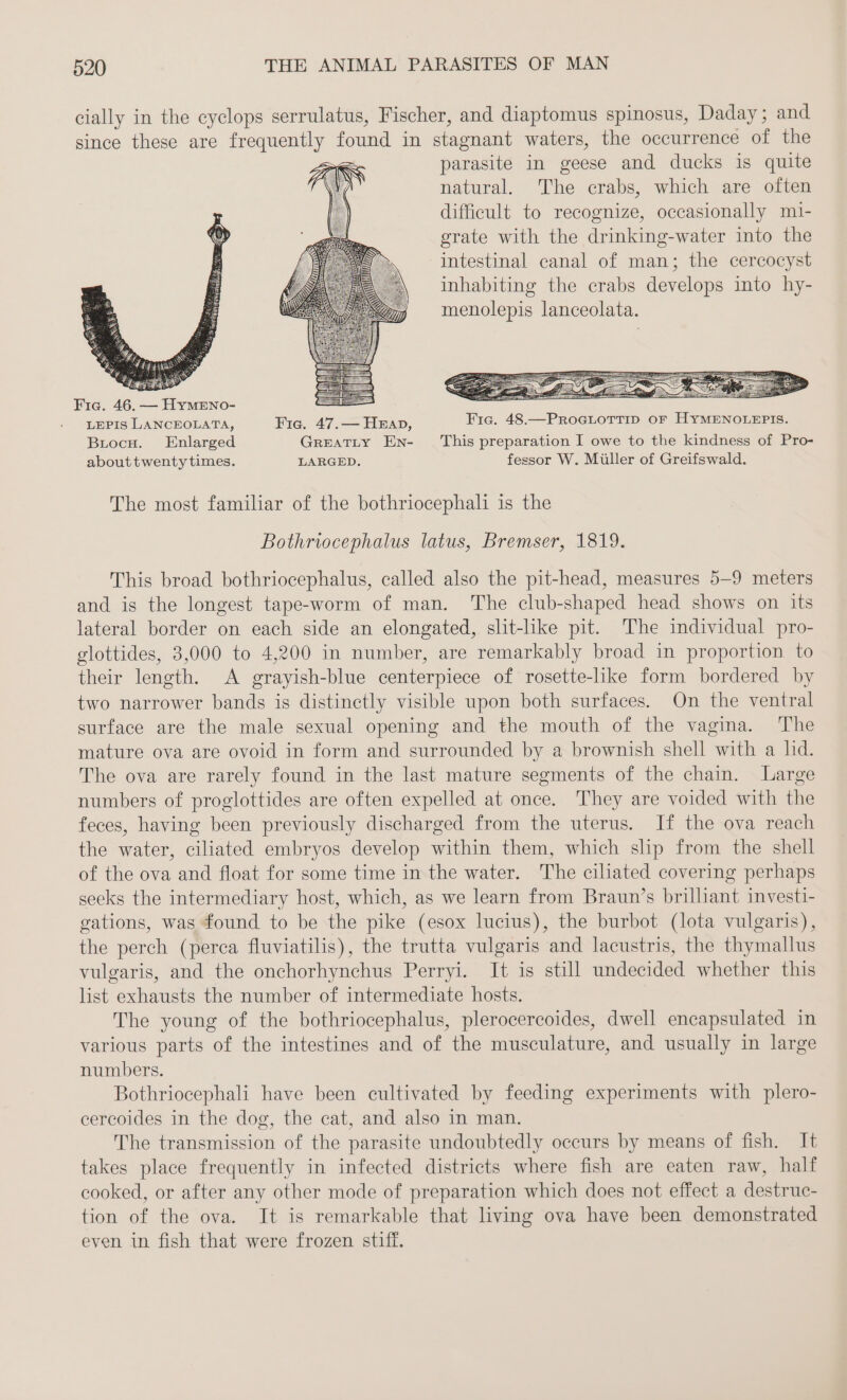 cially in the cyclops serrulatus, Fischer, and diaptomus spinosus, Daday; and since these are frequently found in stagnant waters, the occurrence of the parasite in geese and ducks is quite natural. The crabs, which are often difficult to recognize, occasionally mi- erate with the drinking-water into the intestinal canal of man; the cercocyst inhabiting the crabs develops into hy- menolepis lanceolata. Fia. 46. — HyMENo- Du SCHE ; LEPIS LANCEOLATA, Fig. 47.— Hwan, Fic. 48.—PROGLOTTID oF HYMENOLEPIS. BrocH. Enlarged GREATLY En- This preparation I owe to the kindness of Pro- about twenty times. LARGED. fessor W. Müller of Greifswald. The most familiar of the bothriocephali is the Bothriocephalus latus, Bremser, 1819. This broad bothriocephalus, called also the pit-head, measures 5-9 meters and is the longest tape-worm of man. The club-shaped head shows on its lateral border on each side an elongated, slit-like pit. The individual pro- glottides, 3,000 to 4,200 in number, are remarkably broad in proportion to their length. A grayish-blue centerpiece of rosette-like form bordered by two narrower bands is distinctly visible upon both surfaces. On the ventral surface are the male sexual opening and the mouth of the vagina. The mature ova are ovoid in form and surrounded by a brownish shell with a lid. The ova are rarely found in the last mature segments of the chain. Large numbers of proglottides are often expelled at once. They are voided with the feces, having been previously discharged from the uterus. If the ova reach the water, ciliated embryos develop within them, which shp from the shell of the ova and float for some time in the water. The ciliated covering perhaps seeks the intermediary host, which, as we learn from Braun’s brilliant investi- gations, was found to be the pike (esox lucius), the burbot (lota vulgaris), the perch (perca fluviatilis), the trutta vulgaris and lacustris, the thymallus vulgaris, and the onchorhynchus Perryi. It is still undecided whether this list exhausts the number of intermediate hosts. The young of the bothriocephalus, plerocercoides, dwell encapsulated in various parts of the intestines and of the musculature, and usually in large numbers. Bothriocephali have been cultivated by feeding experiments with plero- cercoides in the dog, the cat, and also in man. The transmission of the parasite undoubtedly occurs by means of fish. It takes place frequently in infected districts where fish are eaten raw, half cooked, or after any other mode of preparation which does not effect a destruc- tion of the ova. It is remarkable that living ova have been demonstrated even in fish that were frozen stiff.