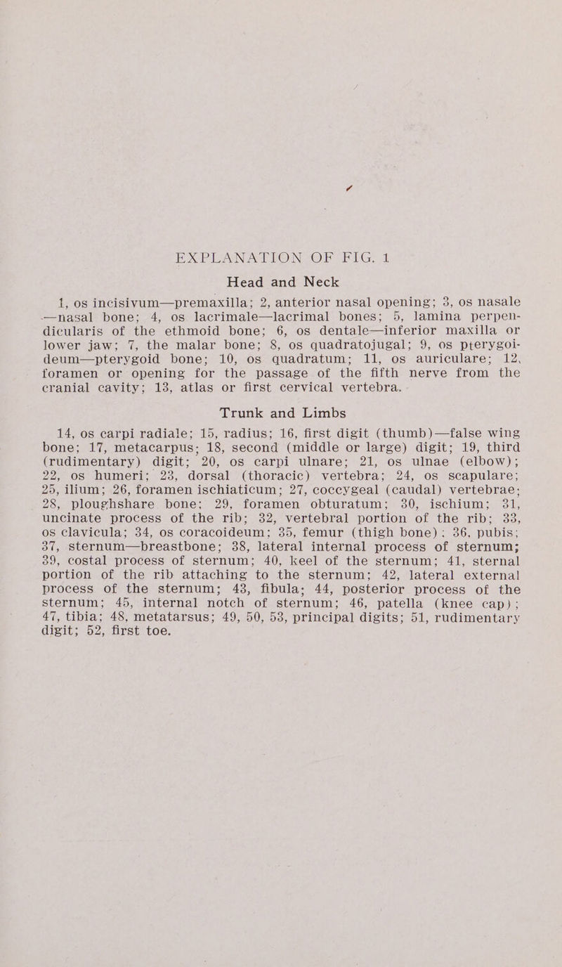 EX PUAN ALION OF EG, 4 Head and Neck 1, os incisivum—premaxilla; 2, anterior nasal opening; 3, os nasale —nasal bone; 4, os lacrimale—lacrimal bones; 5, lamina perpen- dicularis of the ethmoid bone; 6, os dentale—inferior maxilla or lower jaw; 7, the malar bone; 8, os quadratojugal; 9, os pterygoi- deum—pterygoid bone; 10, os quadratum; 11, os auriculare; 12, foramen or opening for the passage of the fifth nerve from the cranial cavity; 13, atlas or first cervical vertebra. Trunk and Limbs 14, os carpi radiale; 15, radius; 16, first digit (thumb)—false wing bone; 17, metacarpus; 18, second (middle or large) digit; 19, third (rudimentary) digit; 20, os carpi ulnare; 21, os ulnae (elbow); 22, os humeri; 23, dorsal (thoracic) vertebra; 24, os scapulare; 25, ilium; 26, foramen ischiaticum; 27, coccygeal (caudal) vertebrae; 28, ploughshare bone; 29, foramen obturatum; 30, ischium; 31, uncinate process of the rib; 32, vertebral portion of the rib; 33, os clavicula; 34, os coracoideum; 35, femur (thigh bone): 36, pubis; 37, sternum—breastbone; 38, lateral internal process of sternum; 39, costal process of sternum; 40, keel of the sternum; 41, sternal portion of the rib attaching to the sternum; 42, lateral external process of the sternum; 43, fibula; 44, posterior process of the sternum; 45, internal notch of sternum; 46, patella (knee cap); 47, tibia; 48, metatarsus; 49, 50, 53, principal digits; 51, rudimentary digit; 52, first toe.