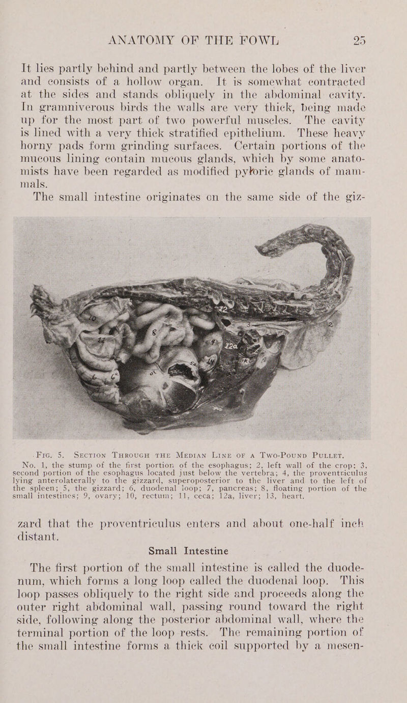 It hes partly behind and partly between the lobes of the liver and consists of a hollow organ. It is somewhat contracted at the sides and stands obliquely in the abdominal cavity. In gramniverous birds the walls are very thick, being made up for the most part of two powerful muscles. The cavity is lined with a very thick stratified epithelium. These heavy horny pads form grinding surfaces. Certain portions of the mucous lining contain mucous glands, which by some anato- mists have been regarded as modified pytorie glands of mam- mals. The small intestine originates on the same side of the giz- zard that the proventriculus enters and about one-half inch distant. Small Intestine The first portion of the small intestine is called the duode- num, which forms a long loop called the duodenal loop. This loop passes obliquely to the right side and proceeds along the outer right abdominal wall, passing round toward the right side, following along the posterior abdominal wall, where the terminal portion of the loop rests. The remaining portion of the small intestine forms a thick coil supported by a mesen-