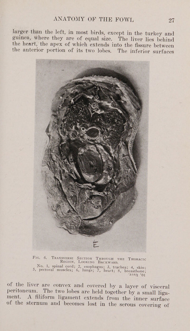 larger than the left, in most birds, except in the turkey and guinea, Where they are of equal size. The liver lies behind the heart, the apex of which extends into the fissure between the anterior portion of its two lobes. The inferior surfaces Fic. 6. TRANSVERSE Section THROUGH THE THORACIC Recion, Looxinc BacKwarp. No. 1, spinal cord; 2, esophagus; 3, trachea; 4, skin; 5, pectoral muscles; 6, lungs; 7, heart; 8, breastbone; “TOAT! “OL of the liver are convex and covered by a layer of visceral peritoneum. The two lobes are held together by a small liga- ment. &lt;A filiform ligament extends from the inner surface of the sternum and becomes lost in the serous covering of