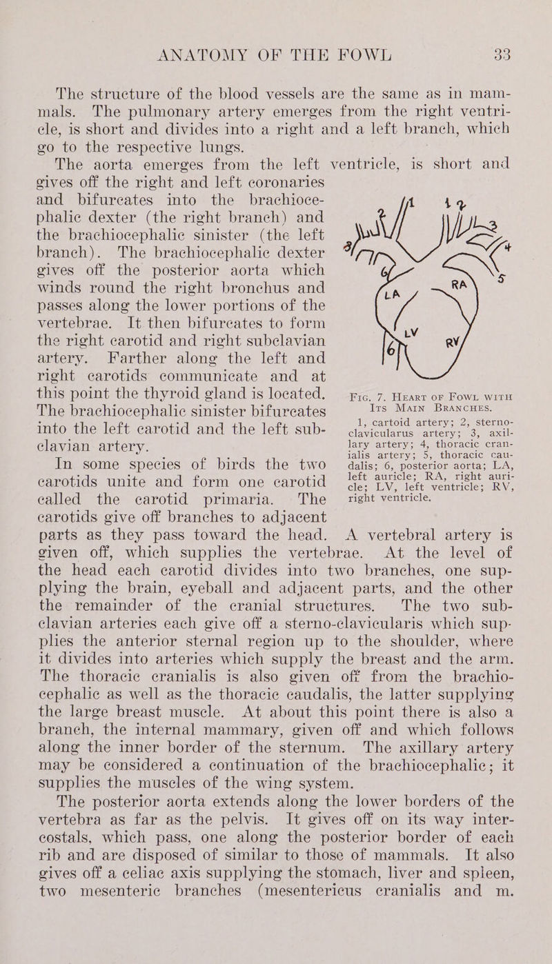 The structure of the blood vessels are the same as in mam- mals. The pulmonary artery emerges from the right ventri- ele, is short and divides into a right and a left branch, which go to the respective lungs. The aorta emerges from the left ventricle, is short and gives off the right and left coronaries and bifureates into the brachioce- 1 Le phalic dexter (the right branch) and the brachiocephalic sinister (the left branch). The brachiocephalic dexter gives off the posterior aorta which winds round the right bronchus and passes along the lower portions of the vertebrae. It then bifureates to form the right carotid and right subclavian artery. Farther along the left and right carotids communicate and at this point the thyroid gland is located. Fr. 7, Heart or Fown with The brachiocephalic sinister bifurcates ; Its ae oe . : ; t t 5 4p SiuSinaO- mporhnelert carotid and the lett, subs caAcaaraé atene &amp;. axib clavian artery. lary artery; 4, thoracic cran- : ‘ ialis artery; 5, thoracic cau- In some species of birds the two dalis; 6, posterior aorta; LA, carotids unite and form one carotid ae or ener: RV, ealled the carotid primaria. The _ tight ventricle. carotids give off branches to adjacent parts as they pass toward the head. A vertebral artery is given off, which supplies the vertebrae. At the level of the head each carotid divides into two branches, one sup- plying the brain, eyeball and adjacent parts, and the other the remainder of the cranial structures. The two sub- clavian arteries each give off a sterno-clavicularis which sup- ples the anterior sternal region up to the shoulder, where it divides into arteries which supply the breast and the arm. The thoracic cranialis is also given off from the brachio- cephalic as well as the thoracic caudalis, the latter supplying the large breast muscle. At about this point there is also a braneh, the internal mammary, given off and which follows along the inner border of the sternum. The axillary artery may be considered a continuation of the brachiocephalic; it supplies the muscles of the wing system. The posterior aorta extends along the lower borders of the vertebra as far as the pelvis. It gives off on its way inter- costals, which pass, one along the posterior border of each rib and are disposed of similar to those of mammals. It also gives off a celiac axis supplying the stomach, liver and spieen, two mesenteric branches (mesentericus cranialis and m.