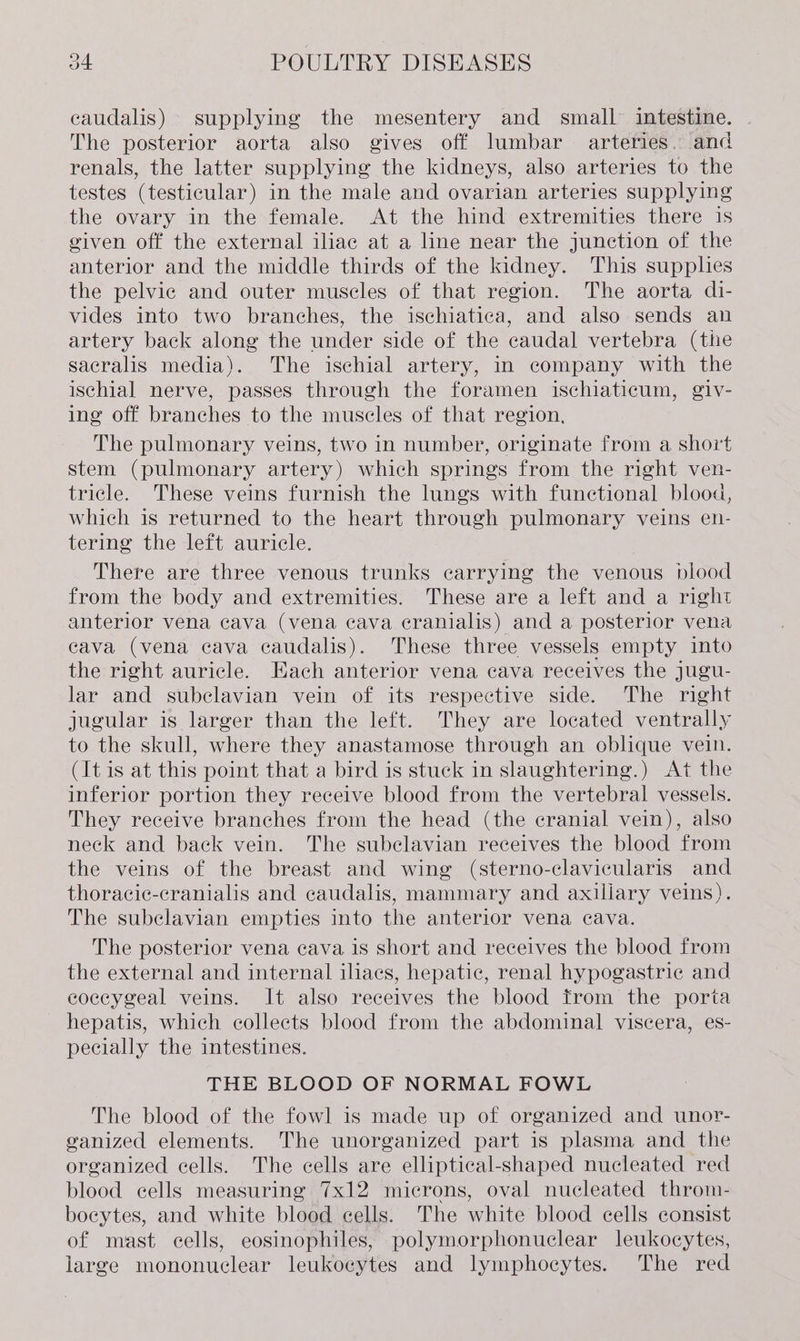 eaudalis) supplying the mesentery and small intestine. The posterior aorta also gives off lumbar arteries. and renals, the latter supplying the kidneys, also arteries to the testes (testicular) in the male and ovarian arteries supplying the ovary in the female. At the hind extremities there is given off the external iliac at a line near the junction of the anterior and the middle thirds of the kidney. This supplies the pelvic and outer muscles of that region. The aorta di- vides into two branches, the ischiatica, and also sends an artery back along the under side of the caudal vertebra (the sacralis media). The ischial artery, in company with the ischial nerve, passes through the foramen ischiaticum, giv- ing off branches to the muscles of that region, The pulmonary veins, two in number, originate from a short stem (pulmonary artery) which springs from the right ven- tricle. These veins furnish the lungs with functional blood, which is returned to the heart through pulmonary veins en- tering the left auricle. There are three venous trunks carrying the venous plood from the body and extremities. These are a left and a right anterior vena cava (vena cava eranialis) and a posterior vena cava (vena cava caudalis). These three vessels empty into the right auricle. Each anterior vena cava receives the jugu- lar and subclavian vein of its respective side. The right jugular is larger than the left. They are located ventrally to the skull, where they anastamose through an oblique vein. (It is at this point that a bird is stuck in slaughtering.) At the inferior portion they receive blood from the vertebral vessels. They receive branches from the head (the cranial vein), also neck and back vein. The subclavian receives the blood from the veins of the breast and wing (sterno-clavicularis and thoracic-cranialis and caudalis, mammary and axillary veins). The subclavian empties into the anterior vena cava. The posterior vena cava is short and receives the blood from the external and internal iliacs, hepatic, renal hypogastric and eoccygeal veins. It also receives the blood from the porta hepatis, which collects blood from the abdominal viscera, es- pecially the intestines. THE BLOOD OF NORMAL FOWL The blood of the fowl is made up of organized and unor- ganized elements. The unorganized part is plasma and the organized cells. The cells are elliptical-shaped nucleated red blood cells measuring 7x12 microns, oval nucleated throm- boeytes, and white blood cells. The white blood cells consist of mast cells, eosinophiles, polymorphonuclear leukocytes, large mononuclear leukocytes and lymphocytes. The red