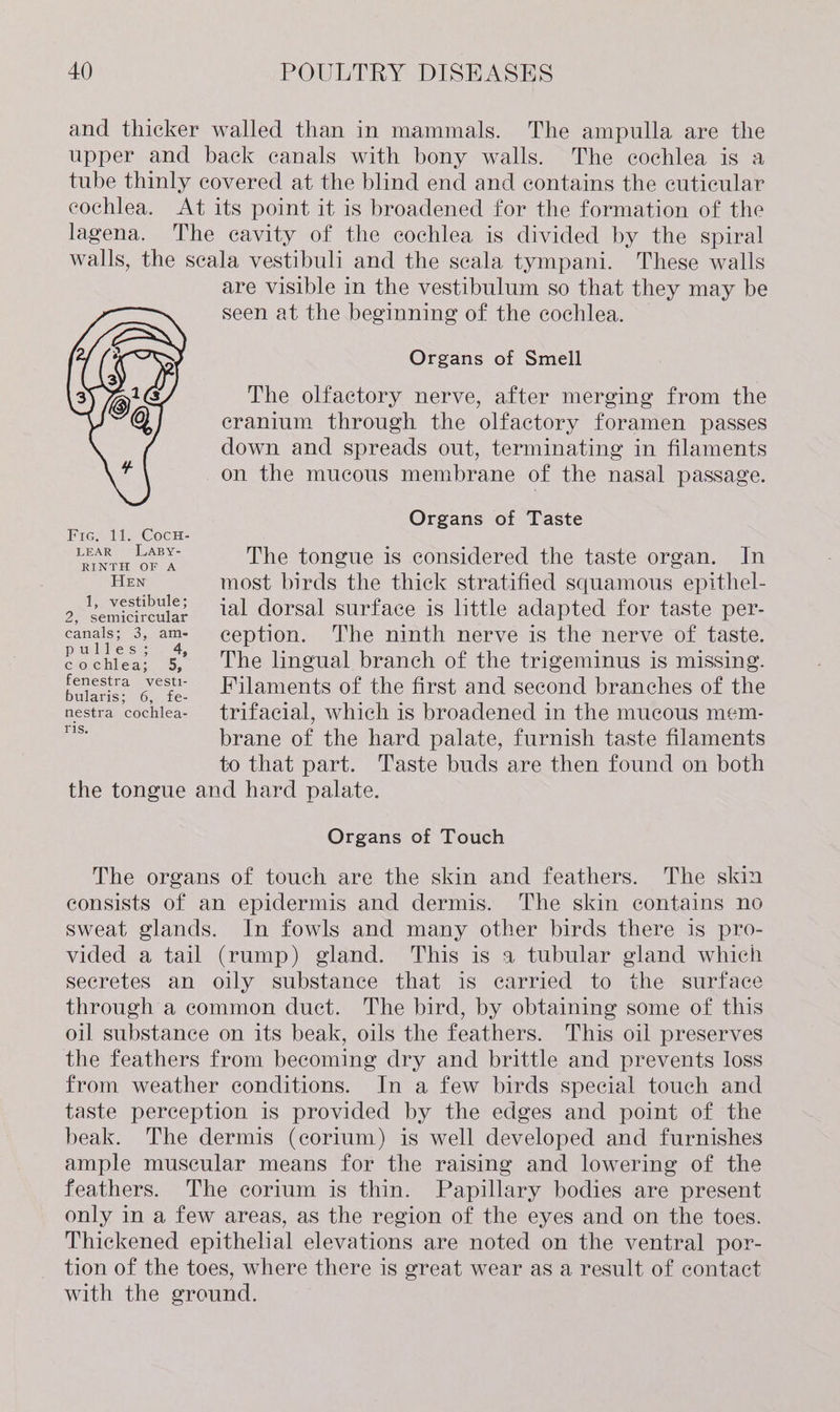 The ampulla are the The cochlea is a lagena. LEAR LABY- RINTH OF A EN 1, vestibule; 2, semicircular canals; 3, ame pulless: . 4, COcMiCGas fenestra vestt- bularis; 6, fe- nestra cochlea- These walls are visible in the vestibulum so that they may be seen at the beginning of the cochlea. Organs of Smell The olfactory nerve, after merging from the eranium through the olfactory foramen passes down and spreads out, terminating in filaments Organs of Taste The tongue is considered the taste organ. In most birds the thick stratified squamous epithel- ial dorsal surface is little adapted for taste per- ception. The ninth nerve is the nerve of taste. The lingual branch of the trigeminus is missing. Filaments of the first and second branches of the trifacial, which is broadened in the mucous mem- T1S. brane of the hard palate, furnish taste filaments to that part. Taste buds are then found on both the tongue and hard palate. Organs of Touch The organs of touch are the skin and feathers. The skin consists of an epidermis and dermis. The skin contains no sweat glands. In fowls and many other birds there is pro- vided a tail (rump) gland. This is a tubular gland which secretes an oily substance that is carried to the surface through a common duct. The bird, by obtaining some of this oil substance on its beak, oils the feathers. This oil preserves the feathers from becoming dry and brittle and prevents loss from weather conditions. In a few birds special touch and taste perception is provided by the edges and point of the beak. The dermis (corium) is well developed and furnishes ample muscular means for the raising and lowering of the feathers. The corium is thin. Papillary bodies are present only in a few areas, as the region of the eyes and on the toes. Thickened epithelial elevations are noted on the ventral por- tion of the toes, where there is great wear as a result of contact with the ground.