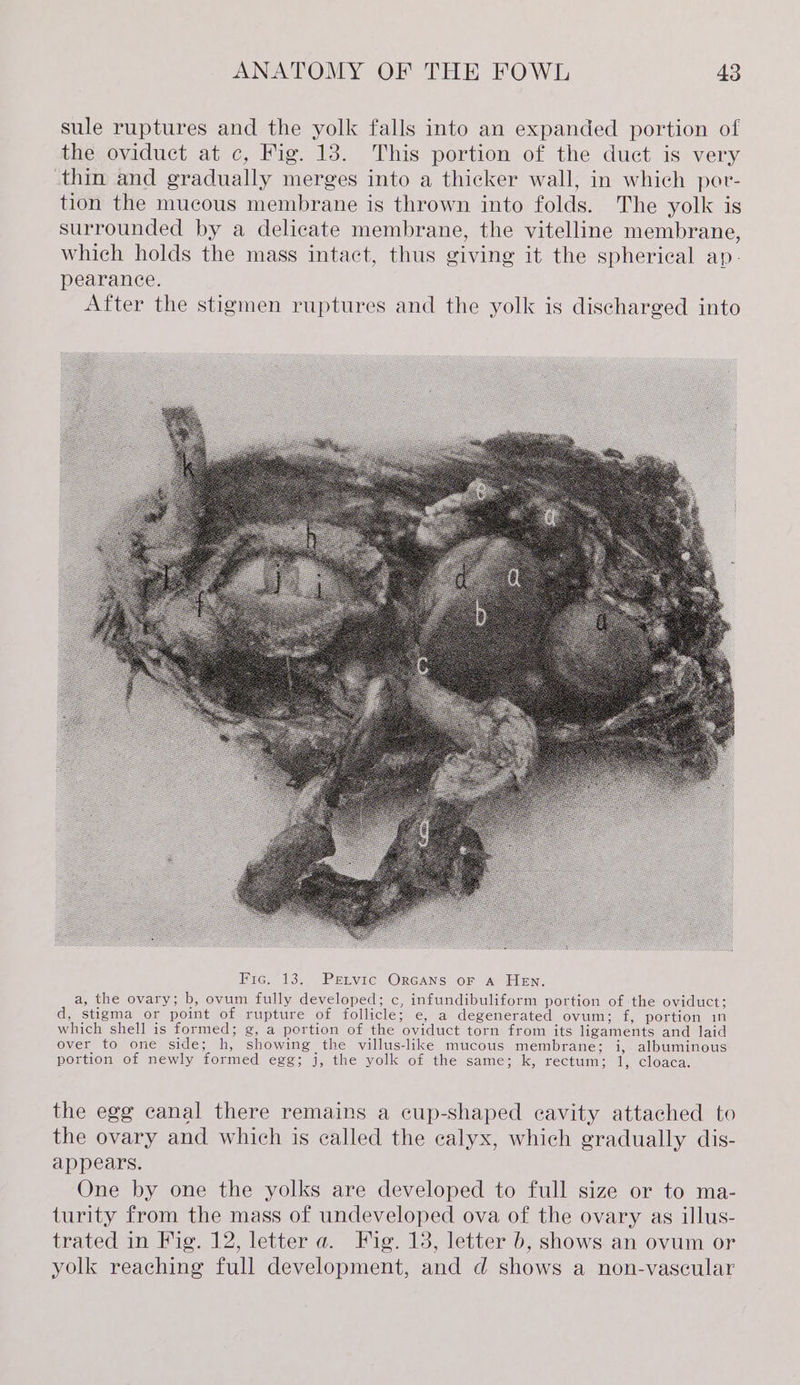 sule ruptures and the yolk falls into an expanded portion of the oviduct at c, Fig. 13. This portion of the duct is very thin and gradually merges into a thicker wall, in which por- tion the mucous membrane is thrown into folds. The yolk is surrounded by a delicate membrane, the vitelline membrane, which holds the mass intact, thus giving it the spherical ap- pearance. After the stigmen ruptures and the yolk is discharged into a, the ovary; b, ovum fully developed; c, infundibuliform portion of the oviduct; d, stigma or point of rupture of follicle; e, a degenerated ovum; f, portion in which shell is formed; g, a portion of the oviduct torn from its ligaments and laid over to one side; h, showing the villus-like mucous membrane; i, albuminous portion of newly formed egg; j, the yolk of the same; k, rectum; 1, cloaca. the egg canal there remains a cup-shaped eavity attached to the ovary and which is called the calyx, which gradually dis- appears. One by one the yolks are developed to full size or to ma- turity from the mass of undeveloped ova of the ovary as illus- trated in Fig. 12, letter a. Fig. 13, letter b, shows an ovum or yolk reaching full development, and d shows a non-vascular