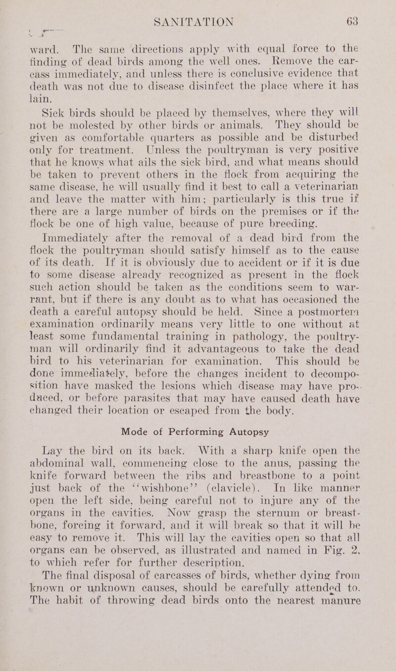 ' Ss pela a &amp; ward. The same directions apply with equal force to the finding of dead birds among the well ones. Remove the ear- cass immediately, and unless there is conclusive evidence that death was not due to disease disinfect the place where it has lain. Sick birds should be placed by themselves, where they will not be molested by other birds or animals. They should be given as comfortable quarters as possible and be disturbed only for treatment. Unless the poultryman is very positive that he knows what ails the sick bird, and what means should be taken to prevent others in the flock from acquiring the same disease, he will usually find it best to call a veterinarian and leave the matter with him; particularly is this true if there are a large number of birds on the premises or if the flock be one of high vaiue, because of pure breeding. Immediately after the removal of a dead bird from the flock the poultryman should satisfy himself as to the cause of its death. If it is obviously due to accident or if it is due to some disease already recognized as present in the flock such action should be taken as the conditions seem to war- rant, but if there is any doubt as to what has occasioned the death a careful autopsy should be held. Since a postmortem examination ordinarily means very little to one without at least some fundamental training in pathology, the poultry- man will ordinarily find it advantageous to take the dead bird to his veterinarian for examination. This should be done immediately, before the changes incident to decompo- sition have masked the lesions which disease may have pro-. duced, or before parasites that may have caused death have changed their location or escaped from the body. Mode of Performing Autopsy Lay the bird on its back. With a sharp knife open the abdominal wall, commencing close to the anus, passing the knife forward between the ribs and breastbone to a point just back of the ‘‘wishbone’’ (clavicle). In like manner open the left side, being careful not to injure any of the organs in the cavities. Now grasp the sternum or breast- bone, forcing it forward, and it will break so that it will he easy to remove it. This will lay the cavities open so that all organs can be observed, as illustrated and named in Fig. 2, to which refer for further description. The final disposal of carcasses of birds, whether dying from known or unknown causes, should be carefully attended to. The habit of throwing dead birds onto the nearest manure