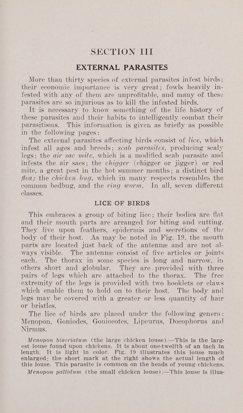 SECTION III EXTERNAL PARASITES More than thirty species of external parasites infest birds: their economic importance is very great; fowls heavily in- fested with any of them are unprofitable, and many of thes&lt; parasites are so injurious as to kill the infested birds. It is necessary to know something of the life history of these parasites and their habits to intelligently combat their parasitisms. This information is given as briefly as possible in the following pages: The external parasites affecting birds consist of lice, which infest all ages and breeds; scab parasites, producing scaly legs; the air sac mite, which is a modified scab parasite and infests the air saes; the chigger (chigger or jigger) or red mite, a great pest in the hot summer months; a distinet bird flea; the chicken bug, which in many respects resembles the common bedbug, and the ring worm. In all, seven different classes. LICE OF BIRDS This embraces a group of biting lice; their bodies are flat and their mouth parts are arranged for biting and cutting. They live upon feathers, epidermis and secretions of the body of their host. As may be noted in Fig. 19, the mouth parts are located just back of the antenne and are not al- ways visible. The antenne consist of five articles or joints each. The thorax in some species is long and narrow, in others short and globular. They are. provided with three pairs of legs which are attached to the thorax. The free extremity of the legs is provided with two hooklets or claws which enable them to hold on to their host. The body and legs may be covered with a greater or less quantity of hair or bristles. The lice of birds are placed under the following genera: Menopon, Goniodes, Goniocotes, Lipeurus, Docophorus and Nirmus. Menopon biseriatum (the large chicken louse).—This is the larg- est louse found upon chickens. It is about one-twelfth of an inch in length. It is light in color. Fig. 19 illustrates this louse much enlarged: the short mark at the right shows the actual length of this louse. This parasite is common on the heads of young chickens. Menopon pallidum (the small chicken louse).—This louse is illus-