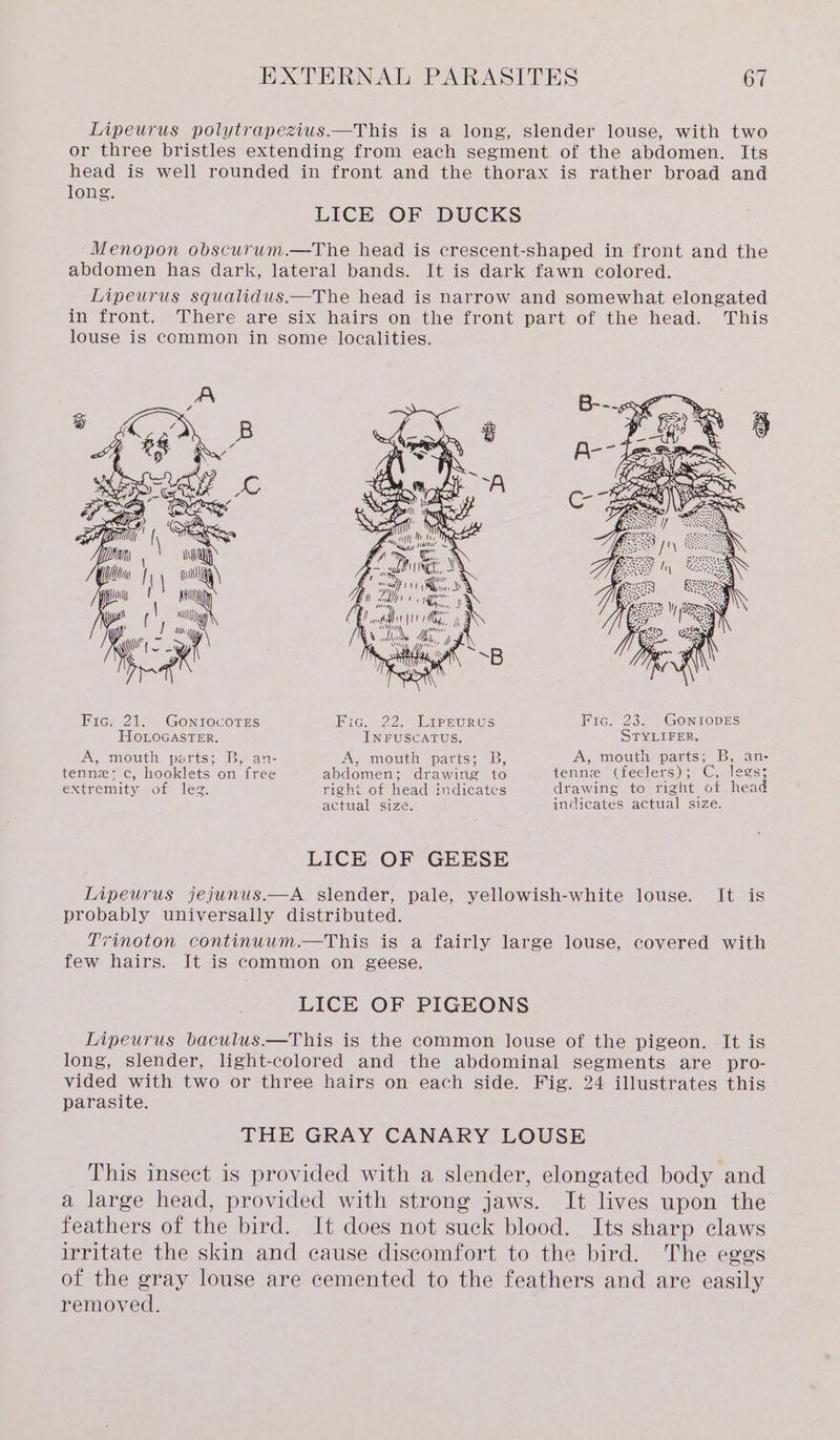 Lipeurus polytrapezius.—This is a long, slender louse, with two or three bristles extending from each segment. of the abdomen. Its head is well rounded in front and the thorax is rather broad and long. LICE OF DUCKS -Menopon obscurum.—The head is crescent-shaped in front and the abdomen has dark, lateral bands. It is dark fawn colored. Lipeurus squalidus.—The head is narrow and somewhat elongated in front. There are six hairs on the front part of the head. This louse is common in some localities. is \ ey Heli quill) peed. El / ppt Wy ; ( ; a eee! ay) hye eee ( ( i (Ber du tt Iya gmt wet My Tite hh i AY yy, Fic. 21. GoniocoTes Fic, 22. Lippurus Fic. 23. GoniopDEs HOLOGASTER. INFUSCATUS. STYLIFER. A, mouth parts; B, an- A, mouth parts; B, A, mouth parts; B, an- tenn: c, hooklets on free abdomen; drawing to tenne Cieclers) &gt; Cyrlees; extremity of leg. right of head indicates drawing to right of head actual size. indicates actual size. LICE OF GEESE Lipeurus jejunus.—A slender, pale, yellowish-white louse. It is probably universally distributed. Trinoton continuum.—This is a fairly large louse, covered with few hairs. It is common on geese. LICE OF PIGEONS Lipeurus baculus.—This is the common louse of the pigeon. It is long, slender, light-colored and the abdominal segments are pro- vided with two or three hairs on each side. Fig. 24 illustrates this parasite. THE GRAY CANARY LOUSE This insect is provided with a slender, elongated body and a large head, provided with strong jaws. It lives upon the feathers of the bird. It does not suck blood. Its sharp claws irritate the skin and cause discomfort to the bird. The eggs of the gray louse are cemented to the feathers and are easily removed.