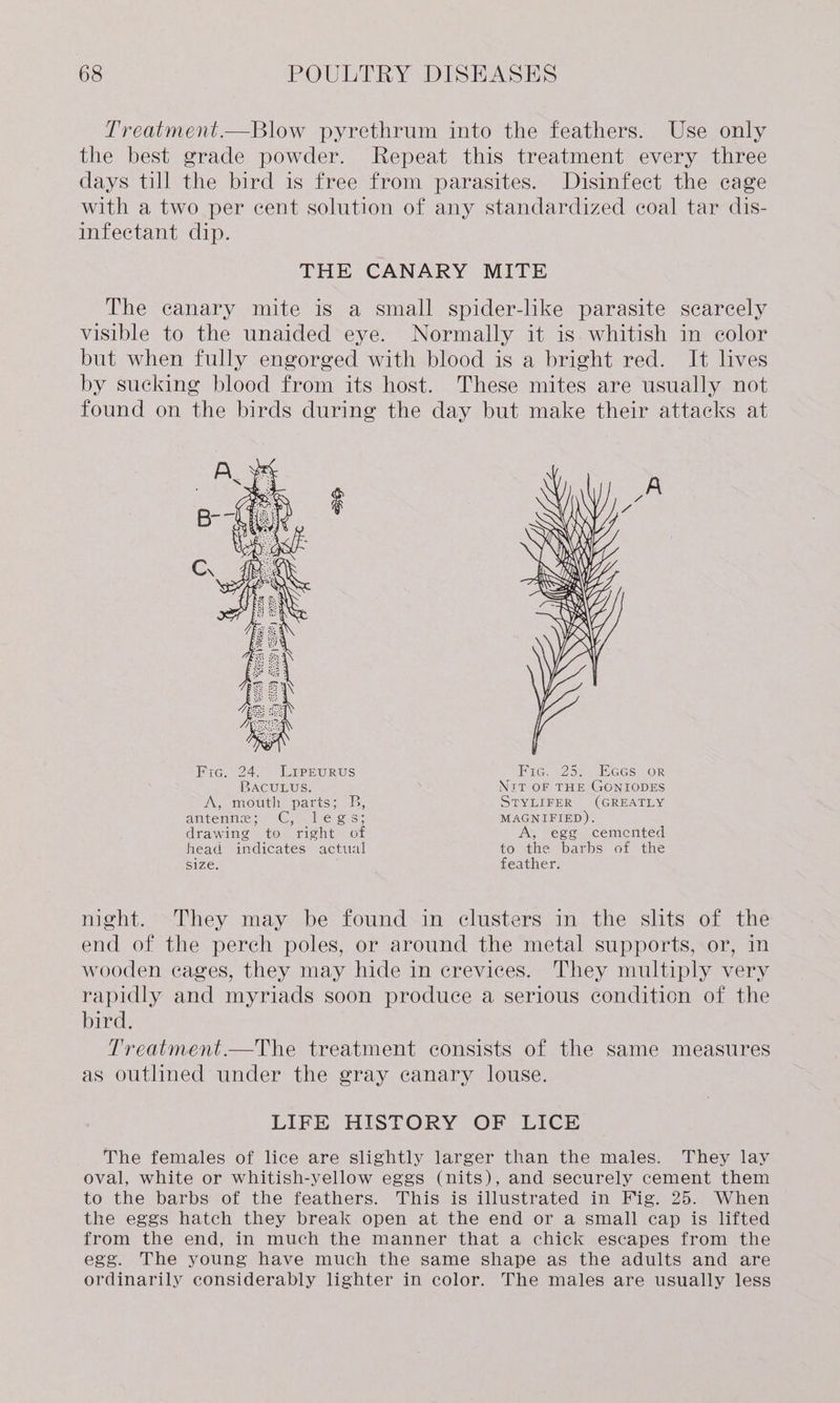 Treatment.—Blow pyrethrum into the feathers. Use only the best grade powder. Repeat this treatment every three days till the bird is free from parasites. Disinfect the cage with a two per cent solution of any standardized coal tar dis- infectant dip. THE CANARY MITE The canary mite is a small spider-like parasite scarcely visible to the unaided eye. Normally it is. whitish in color but when fully engorged with blood is a bright red. It lives by sucking blood from its host. These mites are usually not found on the birds during the day but make their attacks at Pre, 24. LirsuRrus 1WNCe Ad. JDECS OR BACWIEUS. Nr? OF THE GONIODES AG moun paguss is. STYLIFER (GREATLY ehmusraraes (Cl il © Bese MAGNIFIED). drawing to right of A, egg cemented head indicates actual to the barbs of the size. feather. night. They may be found in clusters in the slits of the end of the perch poles, or around the metal supports, or, in wooden cages, they may hide in crevices. They multiply very rapidly and myriads soon produce a serious condition of the bird. Treatment.—The treatment consists of the same measures as outlined under the gray canary louse. LIFE HISTORY OF LICE The females of lice are slightly larger than the males. They lay oval, white or whitish-yellow eggs (nits), and securely cement them to the barbs of the feathers. This is illustrated in Fig. 25. When the eggs hatch they break open at the end or a small cap is lifted from the end, in much the manner that a chick escapes from the egg. The young have much the same shape as the adults and are ordinarily considerably lighter in color. The males are usually less