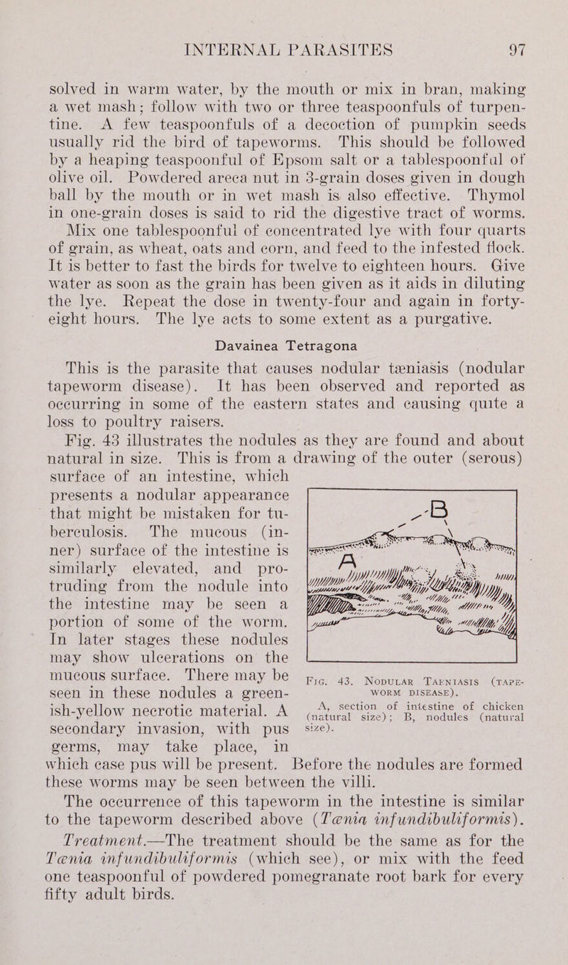 solved in warm water, by the mouth or mix in bran, making a wet mash; follow with two or three teaspoonfuls of turpen- tine. A few teaspoonfuls of a decoction of pumpkin seeds usually rid the bird of tapeworms. This should be followed by a heaping teaspoonful of Epsom salt or a tablespoonfal of olive oil. Powdered areca nut in 3-grain doses given in dough ball by the mouth or in wet mash is also effective. Thymol in one-grain doses is said to rid the digestive tract of worms. Mix one tablespoonful of concentrated lye with four quarts of grain, as wheat, oats and corn, and feed to the infested flock. It is better to fast the birds for twelve to eighteen hours. Give water as soon as the grain has been given as it aids in diluting the lye. Repeat the dose in twenty-four and again in forty- eight hours. The lye acts to some extent as a purgative. Davainea Tetragona This is the parasite that causes nodular teniasis (nodular tapeworm disease). It has been observed and reported as occurring in some of the eastern states and causing quite a loss to poultry raisers. Fig. 43 illustrates the nodules as they are found and about natural in size. This is from a drawing of the outer (serous) surface of an intestine, which presents a nodular appearance that might be mistaken for tu- berculosis. The mucous (in- ner) surface of the intestine is &gt;Re similarly elevated, and _ pro- a yy) truding from the nodule into Bg, “iy py, the intestine may be seen a Y/p-.” agin EL portion of some of the worm. In later stages these nodules may show ulcerations on the MUCOUS surface. There may be Fic. 43. Nopurar TAENIASIS (TAPE- seen in these nodules a green- _ WORM DISEASE). ish-yellow necrotic material. A ae Lage crete Ge secondary invasion, with pus _ size). germs, may take place, in which case pus will be present. Before the nodules are formed these worms may be seen between the villi. The occurrence of this tapeworm in the intestine is similar to the tapeworm described above (Tema infundibuliformis). Treatment.—The treatment should be the same as for the Tema infundibuliformis (which see), or mix with the feed one teaspoonful of powdered pomegranate root bark for every fifty adult birds.