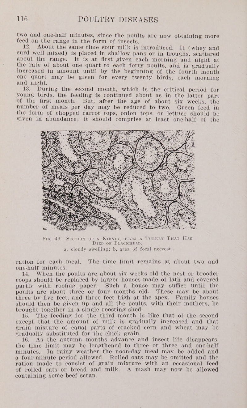 two and one-half minutes, since the poults are now obtaining more feed on the range in the form of insects. 12. About the same time sour milk is introduced. It (whey and curd well mixed) is placed in shallow pans or in troughs, scattered about the range. It is at first given each morning and nignt at the rate of about one quart to each forty poults, and is gradually increased in amount until by the beginning of the fourth month one quart may be given for every twenty birds, each morning and night. 13. During the second month, which is the critical period for young birds, the feeding is continued about as in the latter part of the first month. But, after the age of about six weeks, the number of meals per day may be reduced to two. Green feed in the form of chopped carrot tops, onion tops, or lettuce should be given in abundance; it should comprise at least one-half of the ration for each meal. The time limit remains at about two and one-half minutes. 14. When the poults are about six weeks old the nest or brooder coops should be replaced by larger houses made of lath and covered partly with roofing paper. Such a house may suffice until the poults are about three or four months old. These may be about three by five feet, and three feet high at the apex. Family houses should then be given up and all the poults, with their mothers, be brought together in a single roosting shed. 15. The feeding for the third month is like that of the second except that the amount of milk is gradually increased and that grain mixture of equal parts of cracked corn and wheat may be gradually substituted for the chick grain. 16. As the autumn months advance and insect life disappears, the time limit may be lengthened to three or three and one-half minutes. In rainy weather the noon-day meal may be added and a four-minute period allowed. Rolled oats may be omitted and the ration made to consist of grain mixture with an occasional feed of rolled oats or bread and milk. A mash may now be allowed containing some beef scrap.