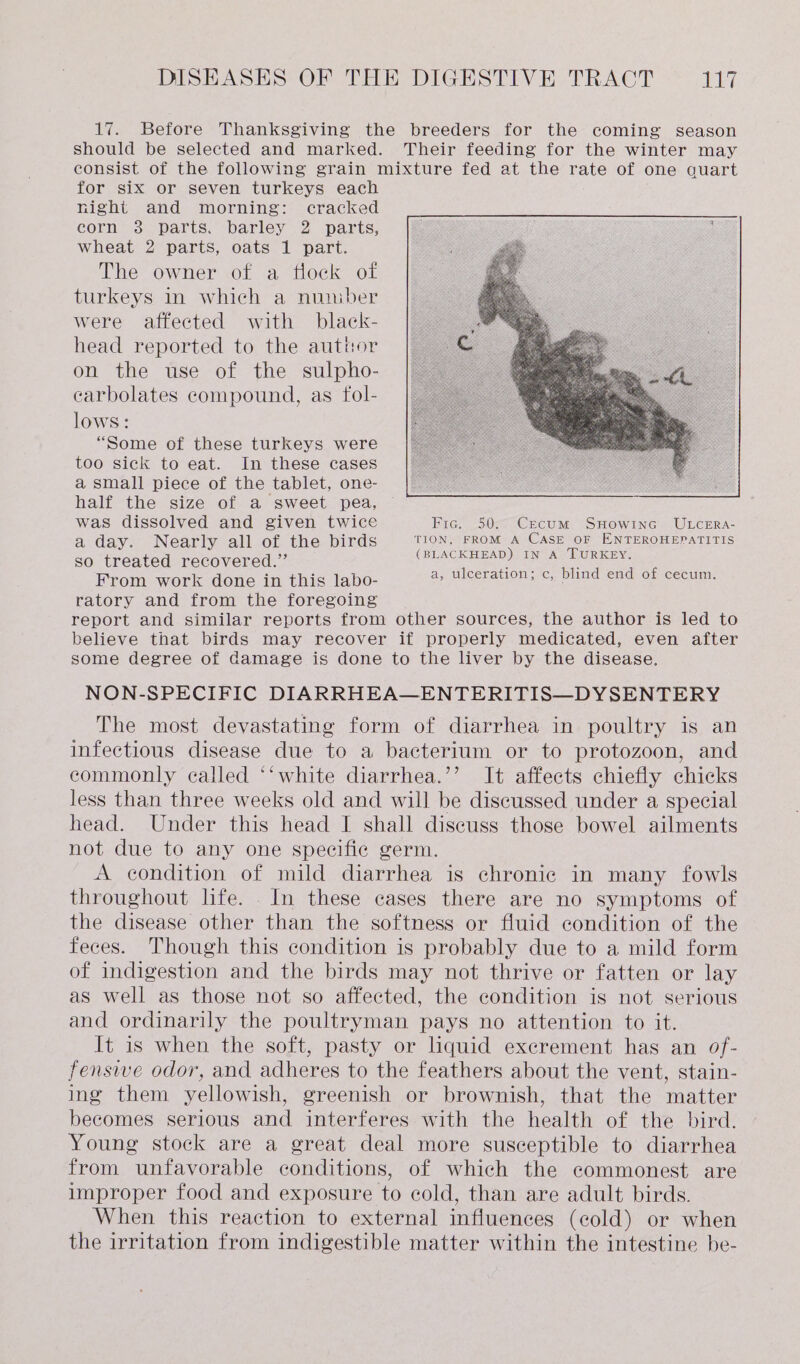 17. Before Thanksgiving the breeders for the coming season should be selected and marked. Their feeding for the winter may consist of the following grain mixture fed at the rate of one quart for six or seven turkeys each night and morning: cracked corn 3 parts. barley 2 parts, wheat 2 parts, oats 1 part. The owner of a flock of turkeys in which a nuniber were affected with black- head reported to the author on the use of the sulpho- carbolates compound, as fol- lows: “Some of these turkeys were too sick to eat. In these cases a small piece of the tablet, one- half the size of a sweet pea, — was dissolved and given twice Fic. 50:0 Cecum Swowinc. Utcera- a day. Nearly all of the birds TION, FROM A CASE OF ENTEROHEPATITIS so treated recovered.” (BLACKHEAD) IN A TURKEY. From work done in this labo- a, ulceration; c, blind end of cecum. ratory and from the foregoing report and similar reports from other sources, the author is led to believe that birds may recover if properly medicated, even after some degree of damage is done to the liver by the disease. NON-SPECIFIC DIARRHEA—ENTERITIS—DYSENTERY The most devastating form of diarrhea in poultry is an infectious disease due to a bacterium or to protozoon, and commonly called ‘‘white diarrhea.’’ It affects chiefly chicks less than three weeks old and will be discussed under a special head. Under this head I shall discuss those bowel ailments not due to any one specifie germ. A condition of mild diarrhea is chronic in many fowls throughout life. In these cases there are no symptoms of the disease other than the softness or fluid condition of the feces. Though this condition is probably due to a mild form of indigestion and the birds may not thrive or fatten or lay as well as those not so affected, the condition is not serious and ordinarily the poultryman pays no attention to it. It is when the soft, pasty or liquid excrement has an of- fensive odor, and adheres to the feathers about the vent, stain- ing them yellowish, greenish or brownish, that the matter becomes serious and interferes with the health of the bird. Young stock are a great deal more susceptible to diarrhea from unfavorable conditions, of which the commonest are improper food and exposure to cold, than are adult birds. When this reaction to external influences (cold) or when the irritation from indigestible matter within the intestine be-