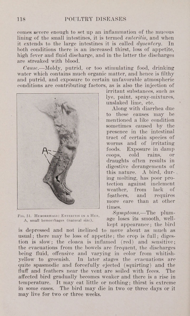 comes severe enough to set up an inflammation of the mucous lining of the small intestines, it is termed enteritis, and when it extends to the large intestines it 1s called dysentery. In both conditions there is an increased thirst, loss of appetite, high fever and fluid discharge, and in the latter the discharges are streaked with blood. Cause.—Moldy, putrid, or too stimulating food, drinking water which contains much organic matter, and hence is filthy and putrid, and exposure to certain unfavorable atmospheric conditions are contributing factors, as is also the injection of irritant substances, such as lye, paint, spray-mixtures, unslaked lime, ete. Along with diarrhea due to these causes may be mentioned a lke condition sometimes caused by the presence in the intestinal tract of certain species of worms and of irritating foods. Exposure in damp eoops, . cold rains, or draughts often results in digestive derangements of this nature. &lt;A bird, dur- ing molting, has poor pro- tection against inclement — weather, from lack of feathers, and requires more care than at other times. Fic. 51. HemMorrHaGic ENTERITIS IN A HEN. Symptoms.—The plum- A, small hemorrhages (natural size). age loses its smooth, well- | kept appearance; the bird is depressed and not inclined to move about as much as usual; there may be loss of appetite; the crop is full; diges- tion is slow; the cloaca is inflamed (red) and _ sensitive; the evacuations from the bowels are frequent, the discharges being fluid, offensive and varying in color from whitish- yellow to greenish. In later stages the evacuations are quite spasmodic and forcefully ejected (squirting) and the fluff and feathers near the vent are soiled with feces. The affected bird gradually becomes weaker and there is a rise in temperature. It may eat little or nothing; thirst is extreme in some eases. The bird may die in two or three days or it may live for two or three weeks.