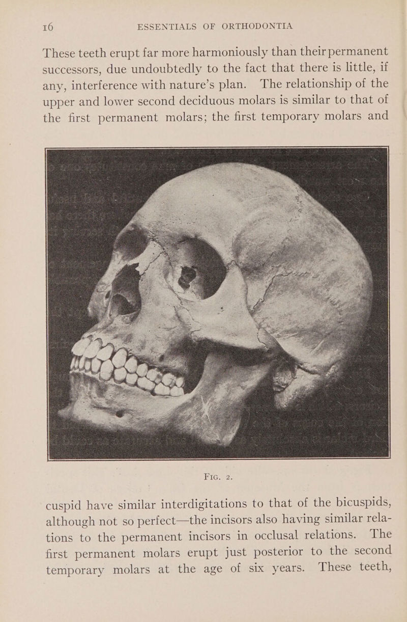 These teeth erupt far more harmoniously than their permanent successors, due undoubtedly to the fact that there is little, if any, interference with nature’s plan. The relationship of the upper and lower second deciduous molars is similar to that of the first permanent molars; the first temporary molars and cuspid have similar interdigitations to that of the bicuspids, although not so perfect—the incisors also having similar rela- tions to the permanent incisors in occlusal relations. The first permanent molars erupt just posterior to the second temporary molars at the age of six years. These teeth,