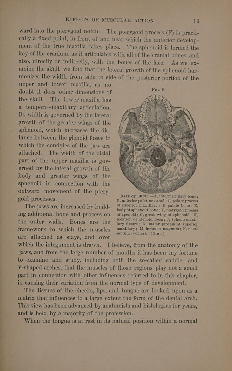 —s--- ~~ e EFFECTS OF MUSCULAR ACTION 19 ward into the pterygoid notch. The pterygoid process (F) is practi- cally a fixed point, in front of and near which the anterior develop- ment of the true maxilla takes place. The sphenoid is termed the key of the cranium, as it articulates with all of the cranial bones, and also, directly or indirectly, with the bones of the face. As we ex- amine the skull, we find that the lateral growth of the sphenoid har- monizes the width from side to side of the posterior portion of the upper and lower maxilla, as no doubt it does other dimensions of the skull. The lower maxilla has a temporo-maxillary articulation. Its width is governed by the lateral growth of the greater wings of the sphenoid, which increases the dis- tance between the glenoid fossz to which the condyles of the jaw are attached. The width of the distal part of the upper maxilla is gov- erned by the lateral growth of the 1 ah us NARS aa | MANN \\ A A Wil hi iN) “ . ae ‘ HA ill hi Mt y body and greater wings of the XQ i Hips ¢ Ci sphenoid in connection with the ‘ : 0 yy ‘ iy ‘ y outward movement of the ptery- ii iP BASE OF SKULL.—A, intermaxillary bone; goid processes. The jaws are increased by build- ing additional bone and process on the outer walls. Bones are the framework to which the muscles B, anterior palatine canal ; C, palate process of superior maxillary; D, palate bone; E, body of sphenoid bone; F, pterygoid process of spenoid; G, great wing of sphenoid; H, location of glenoid fossa; J, spheno-maxil- lary fissure; K, malar process of superior maxillary ; M, foramen magnum; N, nasal septum (vomer). (Gray.) are attached as stays, and over which the integument is drawn. I believe, from the anatomy of the jaws, and from the large number of mouths it has been my fortune to examine and study, including both the so-called saddle- and V-shaped arches, that the muscles of those regions play not a small part in connection with other influences referred to in this chapter, in causing their variation from the normal type of development. The tissues of the cheeks, lips, and tongue are looked upon as a matrix that influences to a large extent the form of the dental arch. This view has been advanced by anatomists and histologists for years, and is held by a majority of the profession. When the tongue is at rest in its natural position within a normal