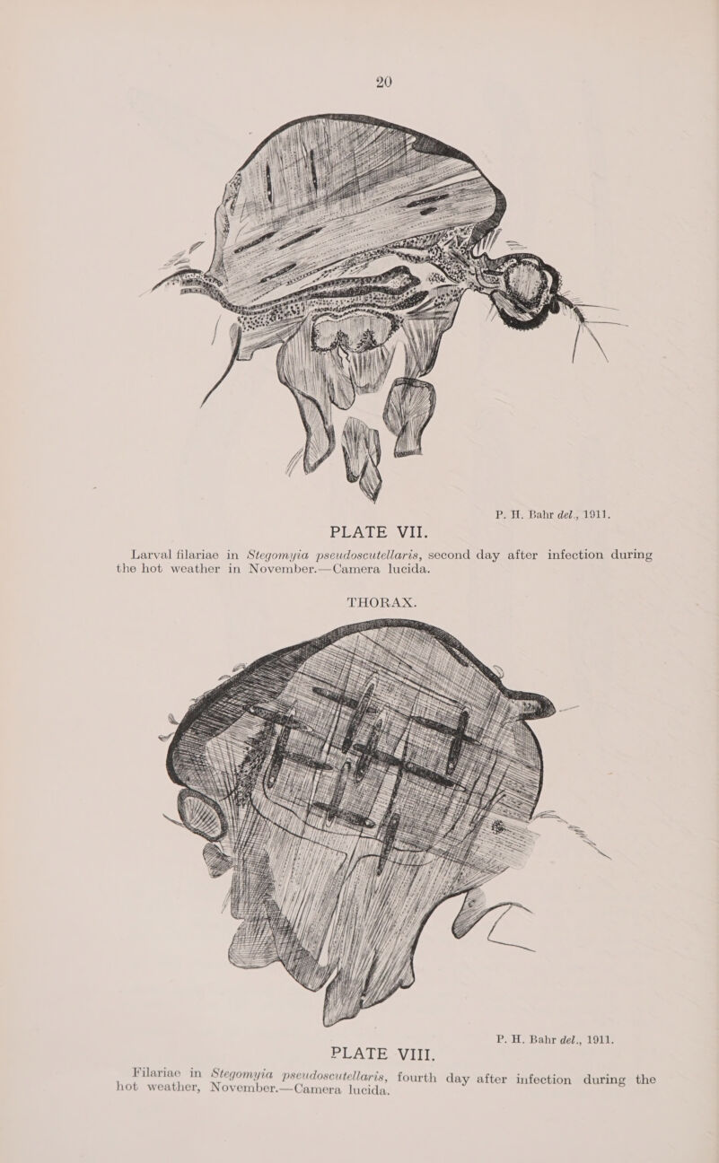 PEATESV ITE Larval filariae in Stegomyia pseudoscutellaris, second day after infection during the hot weather in November.—Camera lucida. THORAX. P. H. Bahr del., 1911. fourth day after infection during the