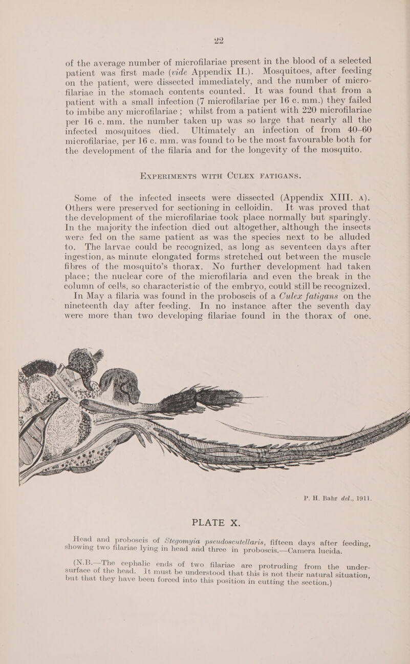 of the average number of microfilariae present in the blood of a selected patient was first made (vide Appendix II.). Mosquitoes, after feeding on the patient, were dissected immediately, and the number of micro- filariae in the stomach contents counted. It was found that from a patient with a small infection (7 microfilariae per 16 c. mm.) they failed to imbibe any microfilariae ; whilst from a patient with 220 microfilariae per 16 c.mm. the number taken up was so large that nearly all the infected mosquitoes died. Ultimately an infection of from 40-60 microfilariae, per 16 c. mm. was found to be the most favourable both for the development of the filaria and for the longevity of the mosquito. EXPERIMENTS WITH CULEX FATIGANS. Some of the infected insects were dissected (Appendix XIII. 4). Others were preserved for sectioning in celloidin. It was proved that the development of the microfilariae took place normally but sparingly. In the majority the infection died out altogether, although the insects were fed on the same patient as was the species next to be alluded to. The larvae could be recognized, as long as seventeen days after ingestion, as minute elongated forms stretched out between the muscle fibres of the mosquito’s thorax. No further development had taken place; the nuclear core of the microfilaria and even the break in the column of cells, so characteristic of the embryo, could still be recognized. In May a filaria was found in the proboscis of a Culex fatigans on the nineteenth day after feeding. In no instance after the seventh day were more than two developing filariae found in the thorax of one. PLATESX. Head and proboscis of Stegomyia pseudoscutellaris, fifteen days after feeding, showing two filariae lying in head and three in proboscis.—Camera lucida ] Li &gt; oud 7 o &gt; a - The cephalic ends of two filariae are protruding from the under- au pe of the head. it must be understood that this is not their natural situation ut that they have been forced into this position in cutting the section )