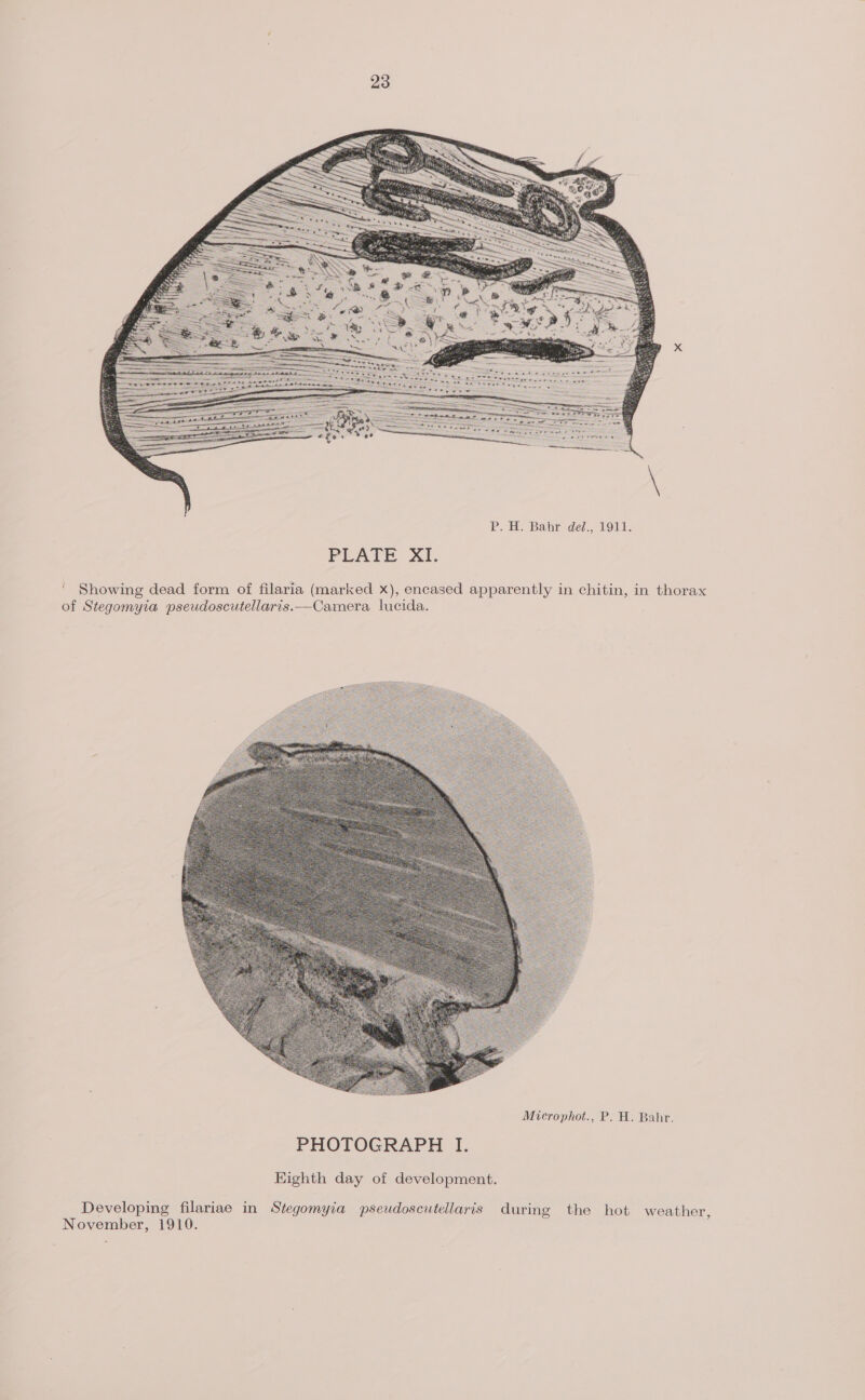 sana eae a Reg Rima gigs mae Ber Ss EEN Rea wisi gi 2, wi gon P. H. Bahr del., 1911. PLATE XI. ‘ Showing dead form of filaria (marked x), encased apparently in chitin, in thorax of Stegomyia pseudoscutellaris._—Camera lucida. Microphot., P. H. Bahr. Developing filariae in Stegomyia pseudoscutellaris during the hot weather, November, 1910.