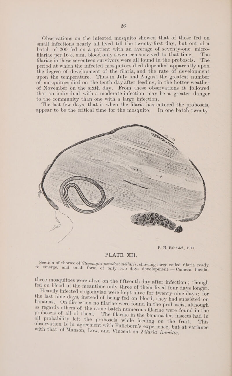 Observations on the infected mosquito showed that of those fed on small infections nearly all lived till the twenty-first day, but out of a batch of 200 fed on a patient with an average of seventy-one micro- filariae per 16 c. mm. blood only seventeen survived to that time. The filariae in these seventeen survivors were all found in the proboscis. The period at which the infected mosquitoes died depended apparently upon the degree of development of the filaria, and the rate of development upon the temperature. Thus in July and August the greatest number of mosquitoes died on the tenth day after feeding, in the hotter weather of November on the sixth day. From these observations it followed that an individual with a moderate infection may be a greater danger to the community than one with a large infection. The last few days, that is when the filaria has entered the proboscis, appear to be the critical time for the mosquito. In one batch twenty- PRATESXIL : Section of thorax of Stegomyia pseudoscutellaris, showing large coiled filaria ready o emerge, and small form of only two days development.— Camera lucida. three mosquitoes were alive on the fifteenth day after infection ; though fed on blood in the meantime only three of them lived four days longer. Heavily infected stegomyiae were kept alive for twenty-nine days: for the last nine days, instead of being fed on blood, they had subsisted on bananas. On dissection no filariae were found in the proboscis, although as regards others of the same batch numerous filariae were found in the proboscis of all of them. The filariae in the banana-fed insects had in all probability left the proboscis while feedine on the fruit. This observation is in agreement with Fiilleborn’s experience but at variance with that of Manson, Low, and Vincent on Filaria immatis,