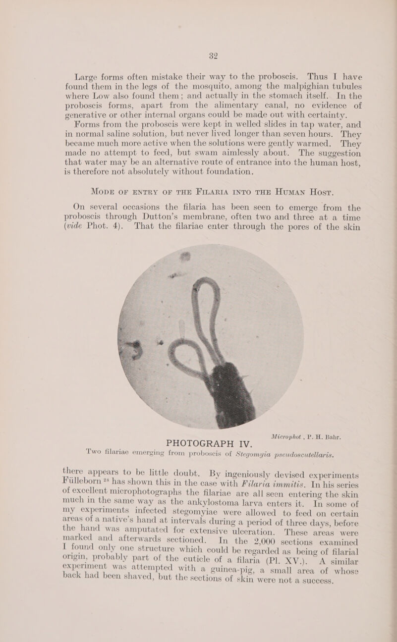 Large forms often mistake their way to the proboscis. Thus I have found them in the legs of the mosquito, among the malpighian tubules where Low also found them; and actually in the stomach itself. In the proboscis forms, apart from the alimentary canal, no evidence of generative or other internal organs could be made out with certainty. Forms from the proboscis were kept in welled slides in tap water, and in normal saline solution, but never lived longer than seven hours. They became much more active when the solutions were gently warmed. They made no attempt to feed, but swam aimlessly about. The suggestion that water may be an alternative route of entrance into the human host, is therefore not absolutely without foundation. MODE OF ENTRY OF THE FILARIA INTO THE Human Host. On several occasions the filaria has been seen to emerge from the proboscis through Dutton’s membrane, often two and three at a time (vide Phot. 4). That the filariae enter through the pores of the skin Microphot , P. H. Bahr. there appears to be little doubt. By ingeniously devised experiments Fiilleborn ** has shown this in the case with Filaria immitis. In his series of excellent microphotographs the filariae are all seen entering the skin much in the same way as the ankylostoma larva enters it. In some of my experiments infected stegomyiae were allowed to feed on certain areas of a native’s hand at intervals during a period of three days, before the hand was amputated for extensive ulceration. These areas were marked and afterwards sectioned. In the 2,000 sections examined i) found only one structure which could be regarded as being of filarial origin, probably part of the cuticle of a filaria (Pl. XV.). A similar *xperiment was attempted with a guinea-pig, a small area of whose back had been shaved, but the sections of skin were not a success, 7 Lae D nal