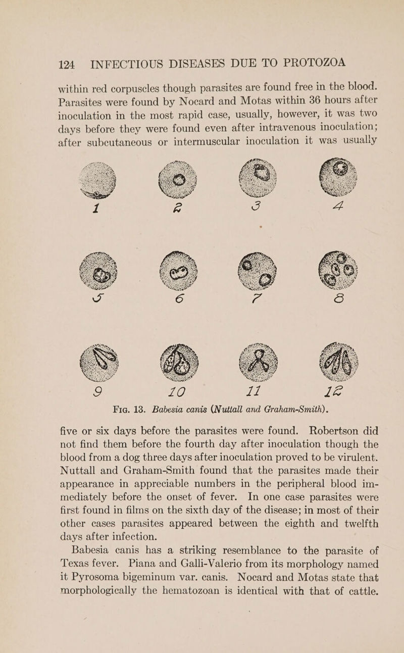 within red corpuscles though parasites are found free in the blood. Parasites were found by Nocard and Motas within 36 hours after inoculation in the most rapid case, usually, however, it was two days before they were found even after intravenous inoculation; after subcutaneous or intermuscular inoculation it was usualty five or six days before the parasites were found. Robertson did not find them before the fourth day after inoculation though the blood from a dog three days after inoculation proved to be virulent. Nuttall and Graham-Smith found that the parasites made their appearance in appreciable numbers in the peripheral blood im- mediately before the onset of fever. In one case parasites were first found in films on the sixth day of the disease; in most of their other cases parasites appeared between the eighth and twelfth days after infection. Babesia canis has a striking resemblance to the parasite of Texas fever. Piana and Galli-Valerio from its morphology named it Pyrosoma bigeminum var. canis. Nocard and Motas state that morphologically the hematozoan is identical with that of cattle.