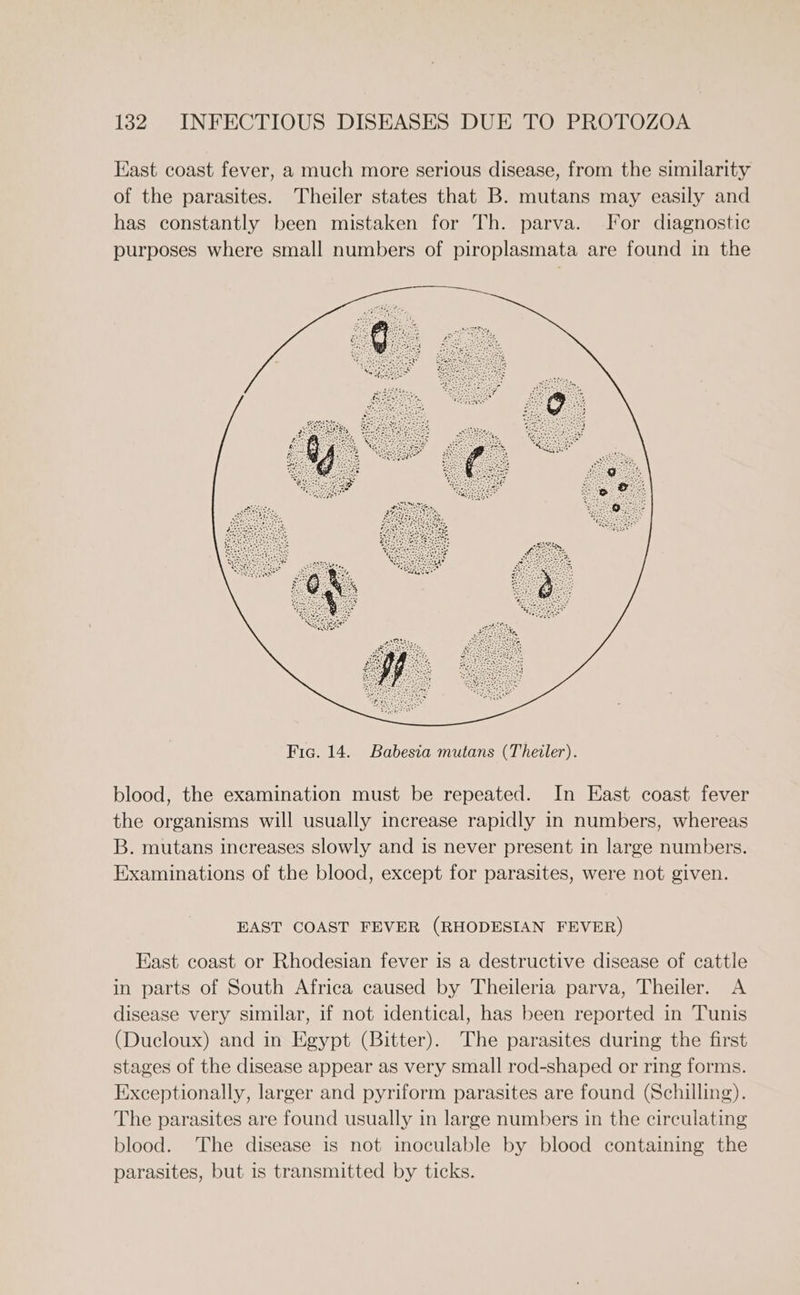 Kast coast fever, a much more serious disease, from the similarity of the parasites. Theiler states that B. mutans may easily and has constantly been mistaken for Th. parva. For diagnostic purposes where small numbers of piroplasmata are found in the blood, the examination must be repeated. In East coast fever the organisms will usually increase rapidly in numbers, whereas B. mutans increases slowly and is never present in large numbers. Examinations of the blood, except for parasites, were not given. EAST COAST FEVER (RHODESIAN FEVER) East coast or Rhodesian fever is a destructive disease of cattle in parts of South Africa caused by Theileria parva, Theiler. A disease very similar, if not identical, has been reported in Tunis (Ducloux) and in Egypt (Bitter). The parasites during the first stages of the disease appear as very small rod-shaped or ring forms. Exceptionally, larger and pyriform parasites are found (Schilling). The parasites are found usually in large numbers in the circulating blood. The disease is not inoculable by blood containing the parasites, but is transmitted by ticks.