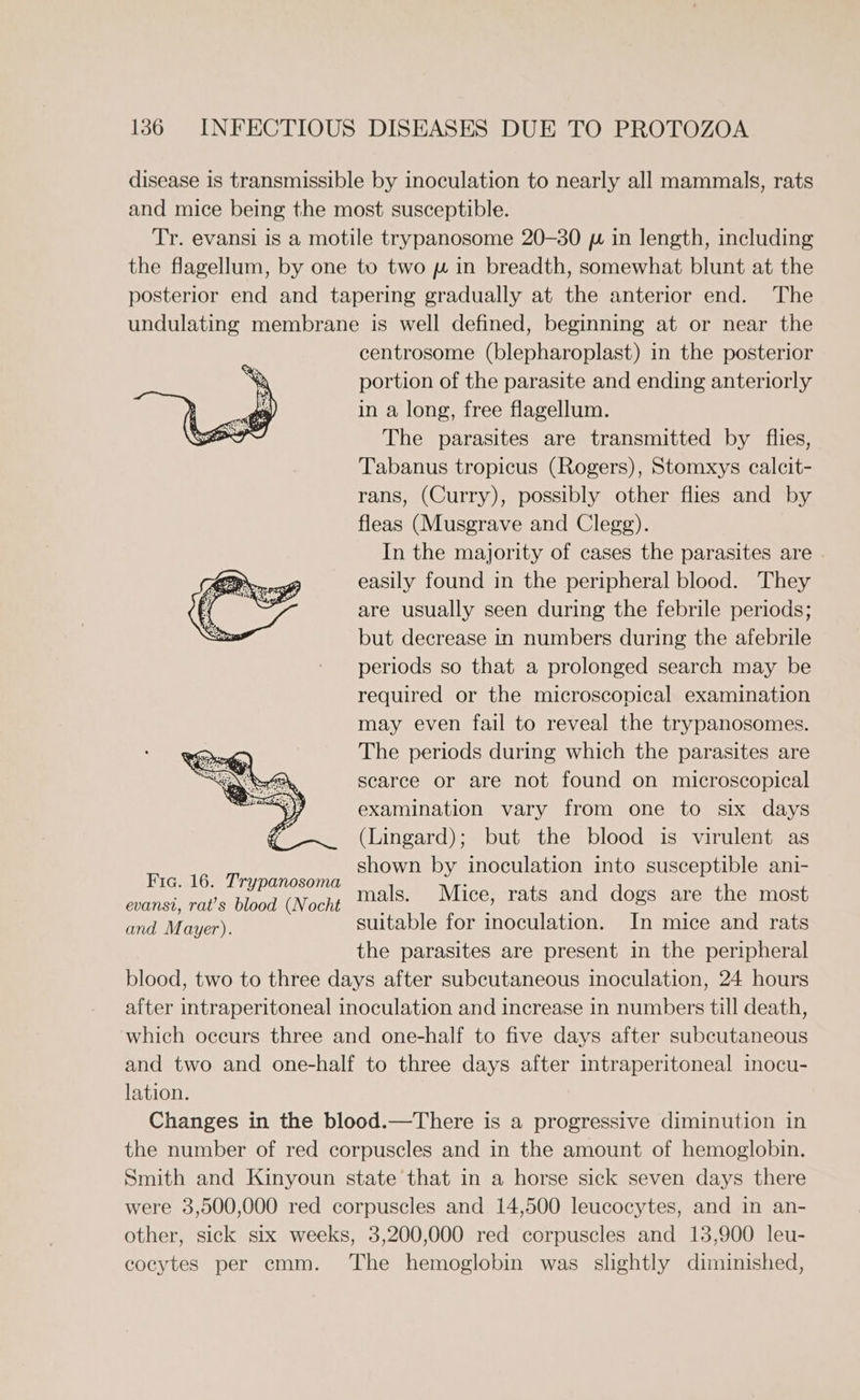 disease is transmissible by inoculation to nearly all mammals, rats and mice being the most susceptible. Tr. evansi is a motile trypanosome 20-30 p in length, including the flagellum, by one to two pw in breadth, somewhat blunt at the posterior end and tapering gradually at the anterior end. The undulating membrane is well defined, beginning at or near the centrosome (blepharoplast) in the posterior portion of the parasite and ending anteriorly in a long, free flagellum. The parasites are transmitted by flies, Tabanus tropicus (Rogers), Stomxys calcit- rans, (Curry), possibly other flies and by fleas (Musgrave and Clegg). In the majority of cases the parasites are easily found in the peripheral blood. They are usually seen during the febrile periods; but decrease in numbers during the afebrile periods so that a prolonged search may be required or the microscopical examination may even fail to reveal the trypanosomes. The periods during which the parasites are scarce or are not found on microscopical examination vary from one to six days (Lingard); but the blood is virulent as shown by inoculation into susceptible ani- Fia. 16. Trypanosoma : eset tay Caer niaine MONCH mals. Mice, rats and dogs are the most and Mayer). suitable for inoculation. In mice and rats the parasites are present in the peripheral blood, two to three days after subcutaneous inoculation, 24 hours after intraperitoneal inoculation and increase in numbers till death, which occurs three and one-half to five days after subcutaneous and two and one-half to three days after intraperitoneal inocu- lation. Changes in the blood.—There is a progressive diminution in the number of red corpuscles and in the amount of hemoglobin. Smith and Kinyoun state that in a horse sick seven days there were 3,500,000 red corpuscles and 14,500 leucocytes, and in an- other, sick six weeks, 3,200,000 red corpuscles and 13,900 leu- cocytes per emm. The hemoglobin was slightly diminished,