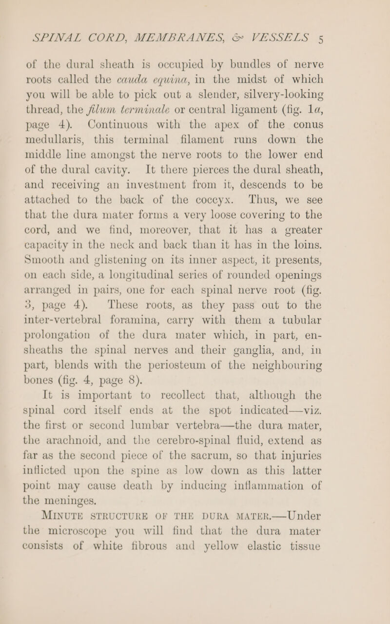 of the dural sheath is occupied by bundles of nerve roots called the cauda equina, in the midst of which you will be able to pick out a slender, silvery-looking thread, the jilwm terminale or central ligament (fig. 1a, page 4). Continuous with the apex of the conus medullaris, this terminal filament runs down the middle line amongst the nerve roots to the lower end of the dural cavity. It there pierces the dural sheath, and receiving an investment from it, descends to be attached to the back of the coccyx. Thus, we see that the dura mater forms a very loose covering to the cord, and we find, moreover, that it has a greater capacity in the neck and back than it has in the loins. Smooth and glistening on its inner aspect, 1t presents, on each side, a longitudinal series of rounded openings arranged in pairs, one for each spinal nerve root (fig. 3, page 4). These roots, as they pass out to the inter-vertebral foramina, carry with them a tubular prolongation of the dura mater which, in part, en- sheaths the spinal nerves and their ganglia, and, in part, blends with the periosteum of the neighbouring bones (fig. 4, page 8). It is important to recollect that, although the spinal cord itself ends at the spot indicated—viz. the first or second lumbar vertebra—the dura mater, the arachnoid, and the cerebro-spinal fluid, extend as far as the second piece of the sacrum, so that injuries inflicted upon the spine as low down as this latter point may cause death by inducing inflammation of the meninges. MINUTE STRUCTURE OF THE DURA MATER.—Under the microscope you will find that the dura mater consists of white fibrous and yellow elastic tissue