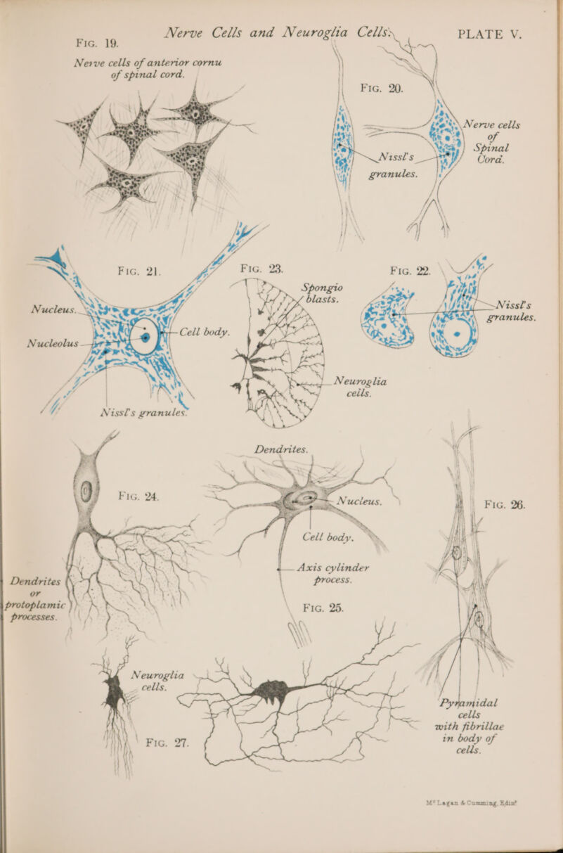 — tt Nerve Cells and Neuroglta Cells: PLATE V. Fic. 19. \\ ‘4 \ WwW | Nerve cells of anterior cornu of spinal cord. | i Fic. 20. \ RY DN ; a ee es Nerve cells 004; = Figen } ia) ~~ eres) 2 at ; \aves Spinal oY Nissl's ‘) / Cord. ei granules. je / I /( | Al f Axis cylinder process. FG. 25. with fibrillae in body of cells. M* Leagan &amp; Cumming, Edin?