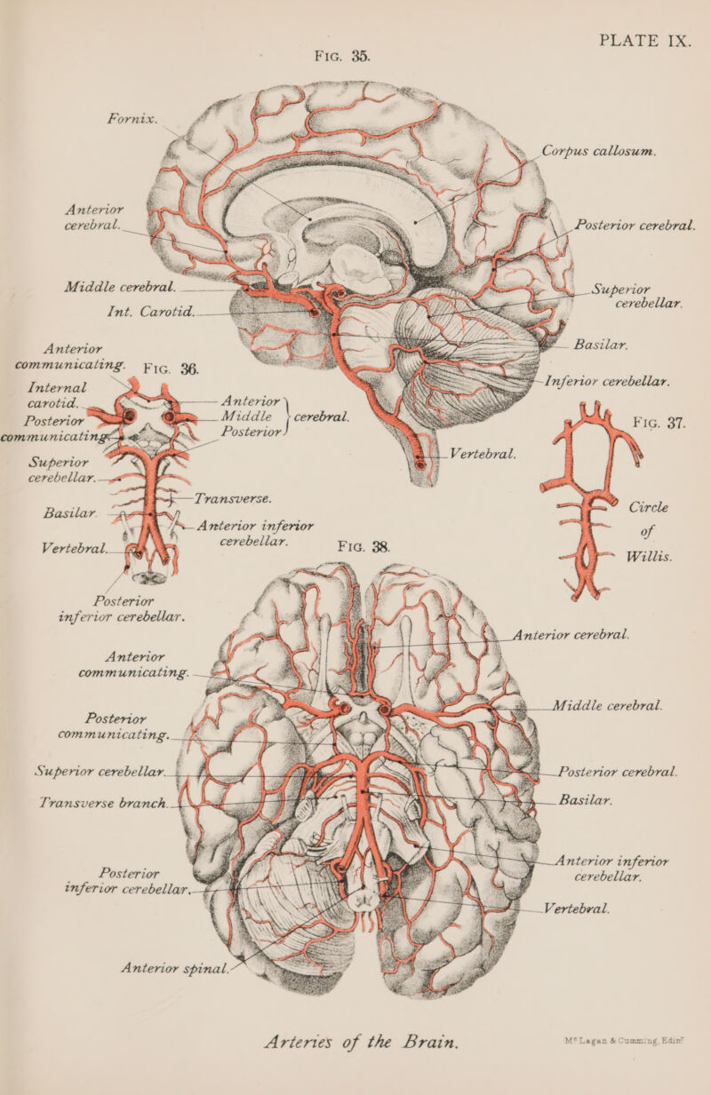 PLATE IX. Forntx. Anterior cerebral. Middle cerebral. ince’ a Int. Carotid. cerebellar. Anterior Basilar. communicating. Fic. 36. Internal Inferior cerebellar. carotid, - - meng a Posterior A wdadle (cen ji Fic. 87. communicating Posterior Superior cerebellar. | — Transverse Pee. Anterior inferior a cerebellar. Fic. 38. Sine re Posterior inferior cerebellar. Anterior cerebral. Anterior communicating. tddle cerebral. Posterior communicating. Posterior cerebral. Basilar. Superior cerebellar. - Transverse branch. 4 f 4nterior inferior Posterior cerebellar. heiferior cerebellar Anterior spinal. Arteries of the Brain. aie tanigers Be centeatny, Ree