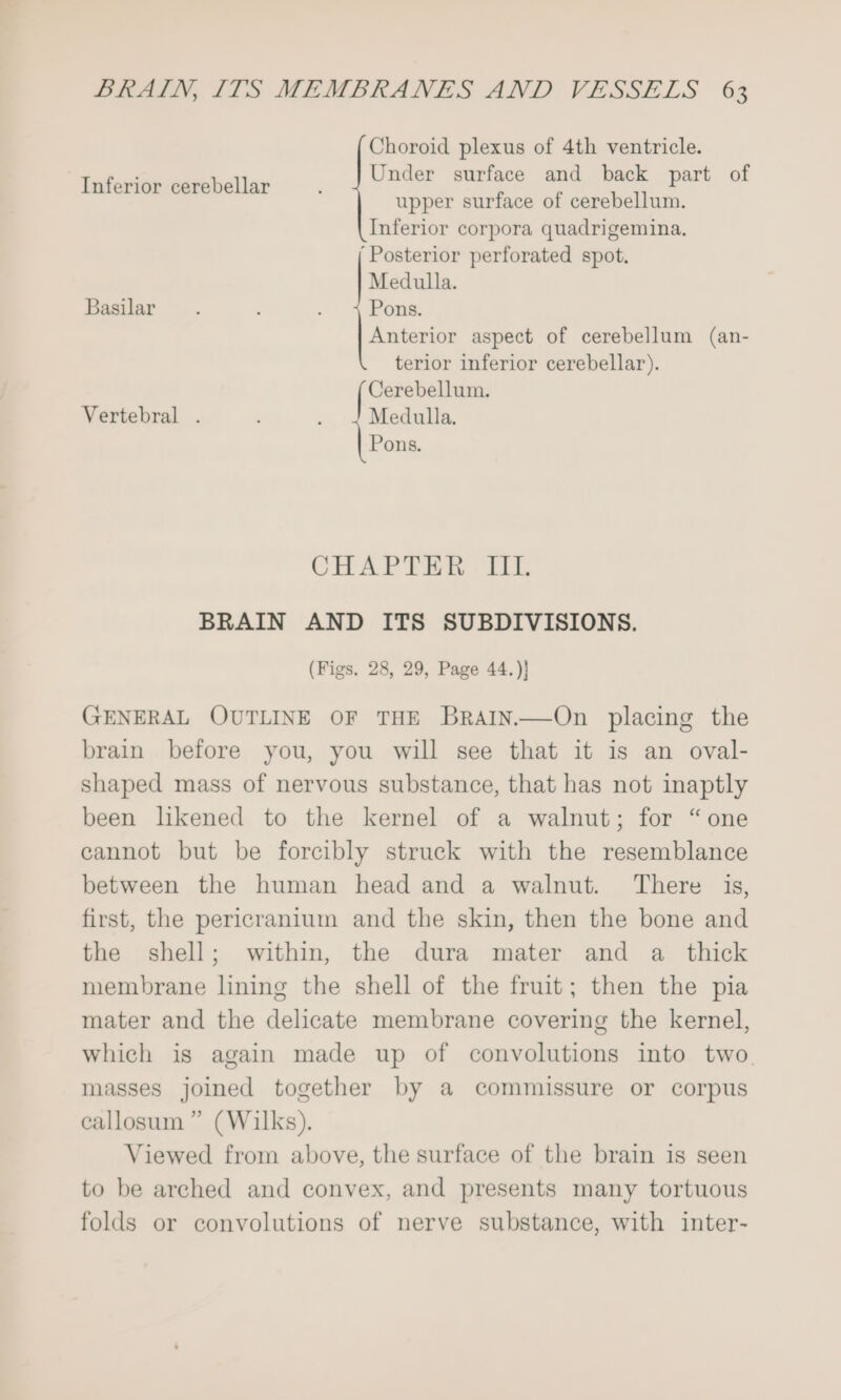 Choroid plexus of 4th ventricle. Under surface and back part of upper surface of cerebellum. Inferior corpora quadrigemina. ‘Posterior perforated spot. Medulla. Basilar.. Pons. Anterior aspect of cerebellum (an- terior inferior cerebellar). facsin Inferior cerebellar Vertebral . Medulla. Pons. CHAPTER - IIL BRAIN AND ITS SUBDIVISIONS. (Figs. 28, 29, Page 44.)} GENERAL OUTLINE OF THE Brain.—On placing the brain before you, you will see that it is an oval- shaped mass of nervous substance, that has not inaptly been likened to the kernel of a walnut; for “one cannot but be forcibly struck with the resemblance between the human head and a walnut. There is, first, the pericranium and the skin, then the bone and the shell; within, the dura mater and a _ thick membrane lining the shell of the fruit; then the pia mater and the delicate membrane covering the kernel, which is again made up of convolutions into two masses joined together by a commissure or corpus callosum ” (Wilks). Viewed from above, the surface of the brain is seen to be arched and convex, and presents many tortuous folds or convolutions of nerve substance, with inter-