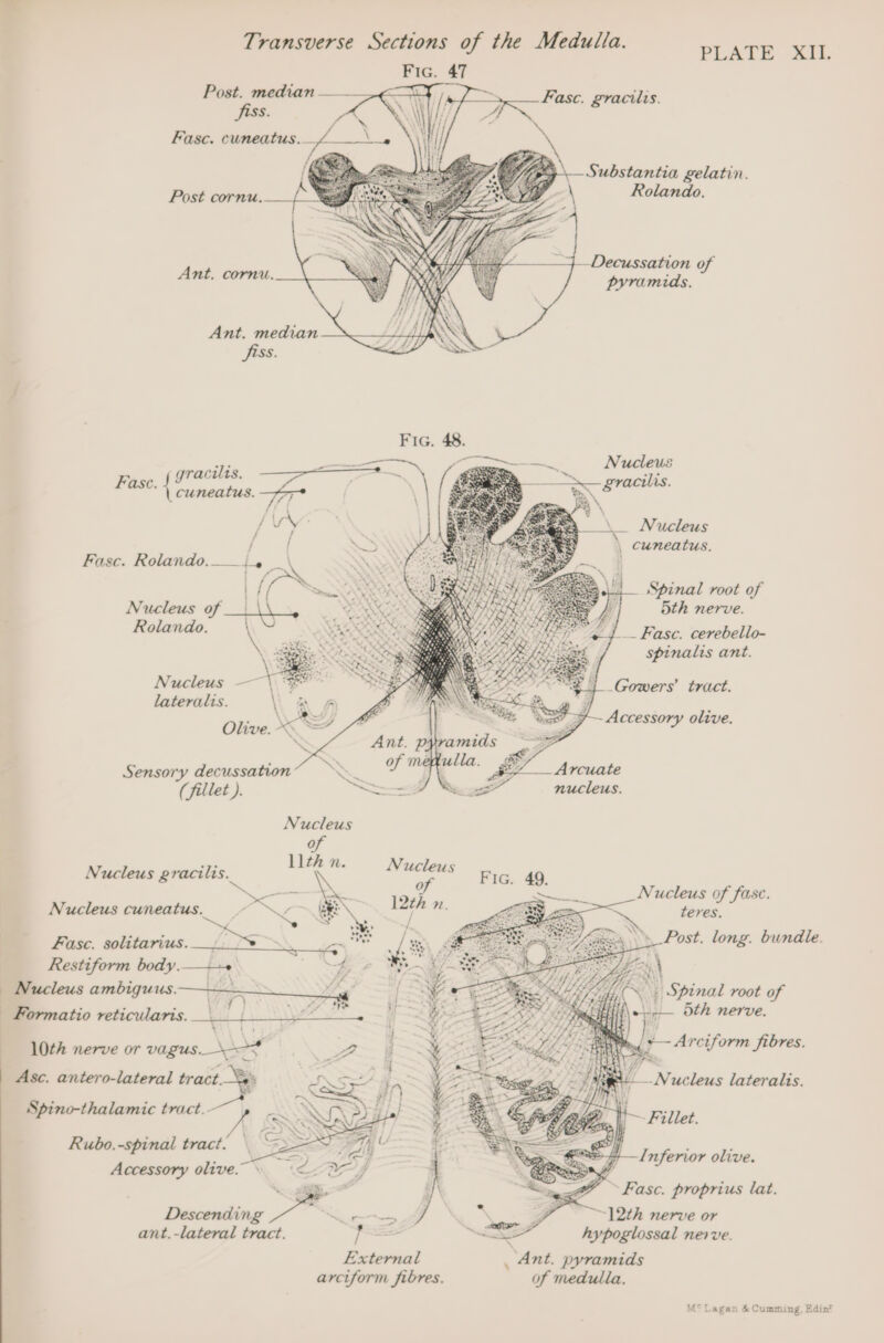 Transverse Sections of the Medulla. PLATE XIL Fic. 47 Post. median Fasc. gracilis. jiss. Fasc. cuneatus.— Substantia gelatin. Rolando. Decussation of pyramids. Ant. median jiss. 7 ——=s— NO —, Nucleus Pare, | gracilis, eter ee \ gracilis \ cuneatus. 7 rie a — Nucleus / / . \ cuneatus. Fasc. Rolando.__i. _ 4 i Spinal root of Nucleus of - ant dth nerve. eee. \~ __ Fasc. cerebello- spinalis ant. Nucleus — A ys _Gowers’ tract. lateralis. \ Olive. - Accessory olive. Sensory decussation (fillet ). Nucleus gracilis. * Nucleus of fase. teres. Post. long. bundle. Nucleus cuneatus. Fasc. solitarius. Restiform body,—--+ ; ives ea % ie AX | Nucleus embiqus— Wi {NF GR OME an : | Shinal root mt | WN EAN ot | Formatio reticularis. | \ Lee 4 10th nerve or vagus. aE yar ciform fibres Asc. antero-lateral = CSx Z 'Z _N ucleus lateralis Spino-thalamic tract. ay Mt Rubo.-spinal tract. Accessory olive.” Descending se Inferior olive. SS Fase: proprius lat. ~12th nerve or ant.-lateral tract. “aS hypoglossal nerve. aad Ant. pyramids arciform fibres. of medulla.