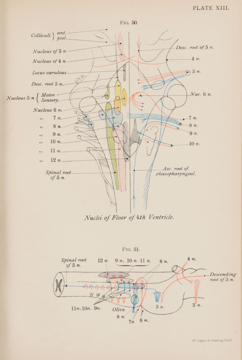 a ea el ad PLATE XIII. Fic. 50. ee Lt ’ fr Colliculi post. SS ee Ge | f ie Sree N } ! Seer i Nucleus of 3n——— \__ : Se : Desc. root of 5 n. Nucleus of 4 n Locus ceeruleus ——— : BE : ey 5 1. eel ; wh + a ; a Desc. root 5 n. jJ} Asc. root of Spinal root ' oe) ae, of 5 n. ee j clossopharyngeal. Mf NN ‘ | Nuclei of Floor of 4th Ventricle. Fic. §]. Spinal root 12”. 9n. 10”. ll 8x, 4n. Descending — = wh root of In. if 7 V 117.102. Qn. Olive. AN Qn ™m 6%.