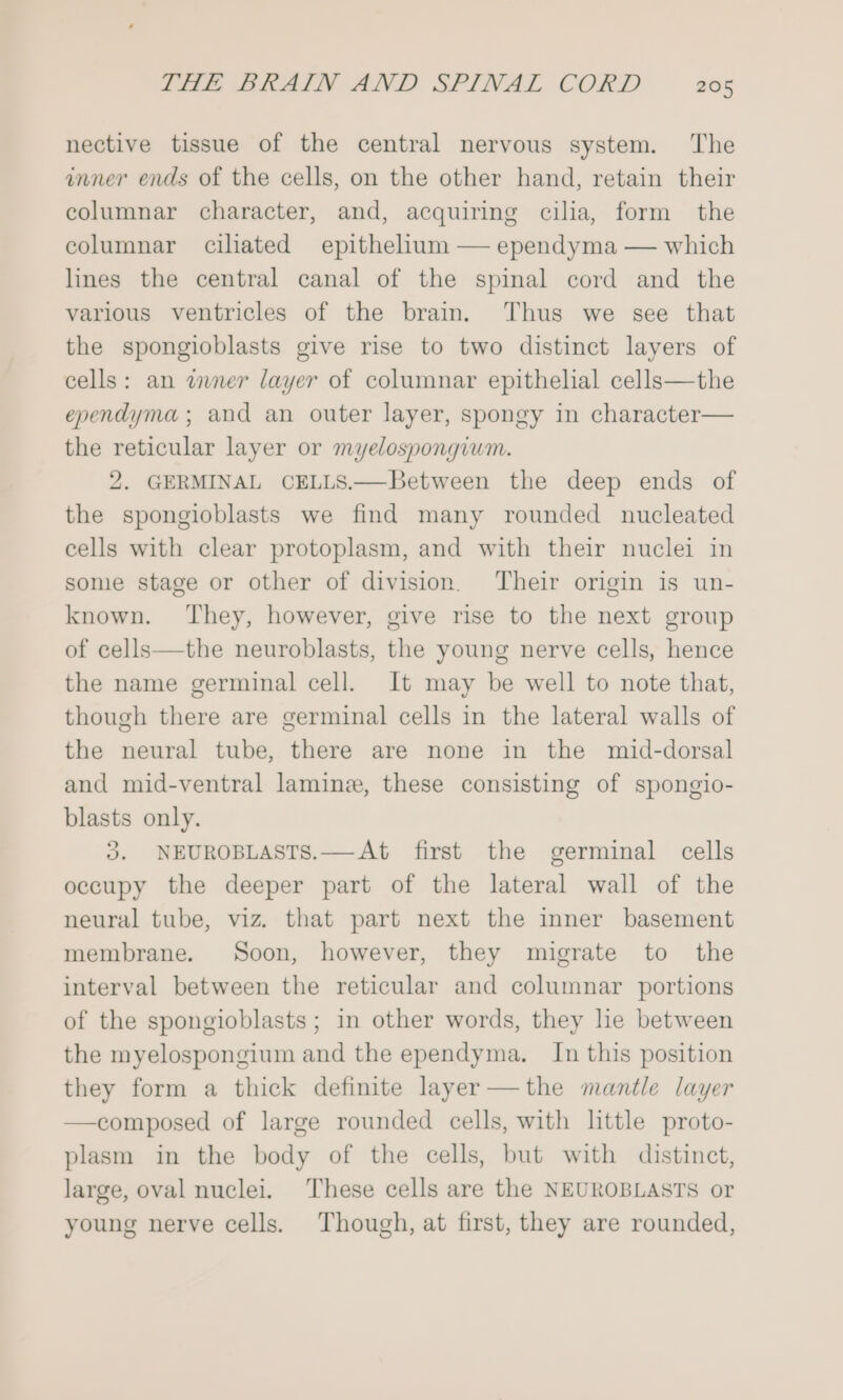 nective tissue of the central nervous system. The inner ends of the cells, on the other hand, retain their columnar character, and, acquiring cilia, form the columnar ciliated epithelium — ependyma — which lines the central canal of the spinal cord and the various ventricles of the brain. ‘Thus we see that the spongioblasts give rise to two distinct layers of cells: an wnner layer of columnar epithelial cells—the ependyma ; and an outer layer, spongy in character— the reticular layer or myelospongiwm. 2. GERMINAL CELLS.—Between the deep ends of the spongioblasts we find many rounded nucleated cells with clear protoplasm, and with their nuclei in some stage or other of division Their origin is un- known. They, however, give rise to the next group of cells—the neuroblasts, the young nerve cells, hence the name germinal cell. It may be well to note that, though there are germinal cells in the lateral walls of the neural tube, there are none in the mid-dorsal and mid-ventral lamine, these consisting of spongio- blasts only. 3. NEUROBLASTS.—At first the germinal cells occupy the deeper part of the lateral wall of the neural tube, viz. that part next the inner basement membrane. Soon, however, they migrate to the interval between the reticular and columnar portions of the spongioblasts ; in other words, they he between the myelospongium and the ependyma. In this position they form a thick definite layer —the mantle layer —composed of large rounded cells, with little proto- plasm in the body of the cells, but with distinct, large, oval nuclei. These cells are the NEUROBLASTS or young nerve cells. Though, at first, they are rounded,