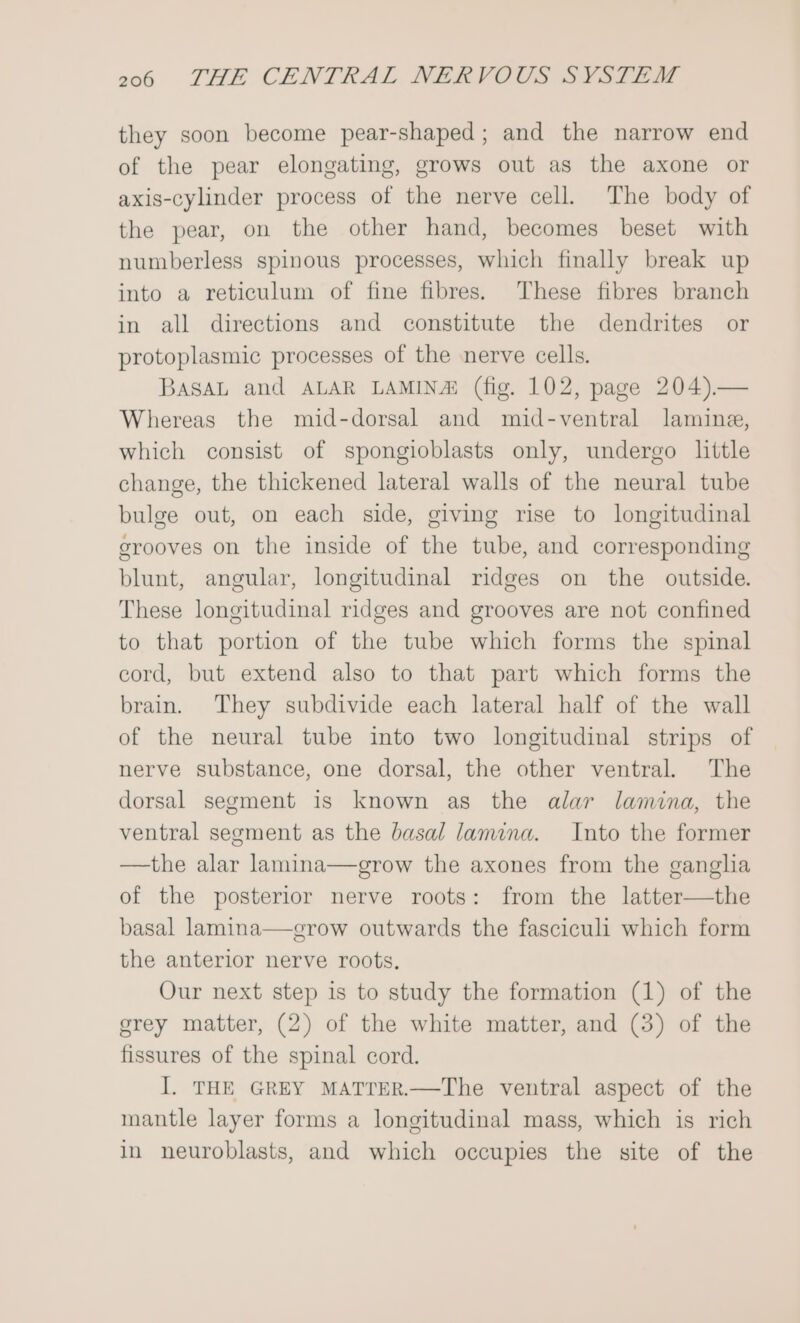 they soon become pear-shaped; and the narrow end of the pear elongating, grows out as the axone or axis-cylinder process of the nerve cell. The body of the pear, on the other hand, becomes beset with numberless spinous processes, which finally break up into a reticulum of fine fibres. These fibres branch in all directions and constitute the dendrites or protoplasmic processes of the nerve cells. BasAL and ALAR LAMINA! (fig. 102, page 204).— Whereas the mid-dorsal and mid-ventral lamine, which consist of spongioblasts only, undergo little change, the thickened lateral walls of the neural tube bulge out, on each side, giving rise to longitudinal grooves on the inside of the tube, and corresponding blunt, angular, longitudinal ridges on the outside. These longitudinal ridges and grooves are not confined to that portion of the tube which forms the spinal cord, but extend also to that part which forms the brain. They subdivide each lateral half of the wall of the neural tube into two longitudinal strips of nerve substance, one dorsal, the other ventral. The dorsal segment is known as the alar lamina, the ventral segment as the basal lamina. Into the former —the alar lamina—grow the axones from the gangha of the posterior nerve roots: from the latter—the basal lamina—grow outwards the fasciculi which form the anterior nerve roots. Our next step is to study the formation (1) of the grey matter, (2) of the white matter, and (3) of the fissures of the spinal cord. I. THE GREY MATTER.—The ventral aspect of the mantle layer forms a longitudinal mass, which is rich in neuroblasts, and which occupies the site of the