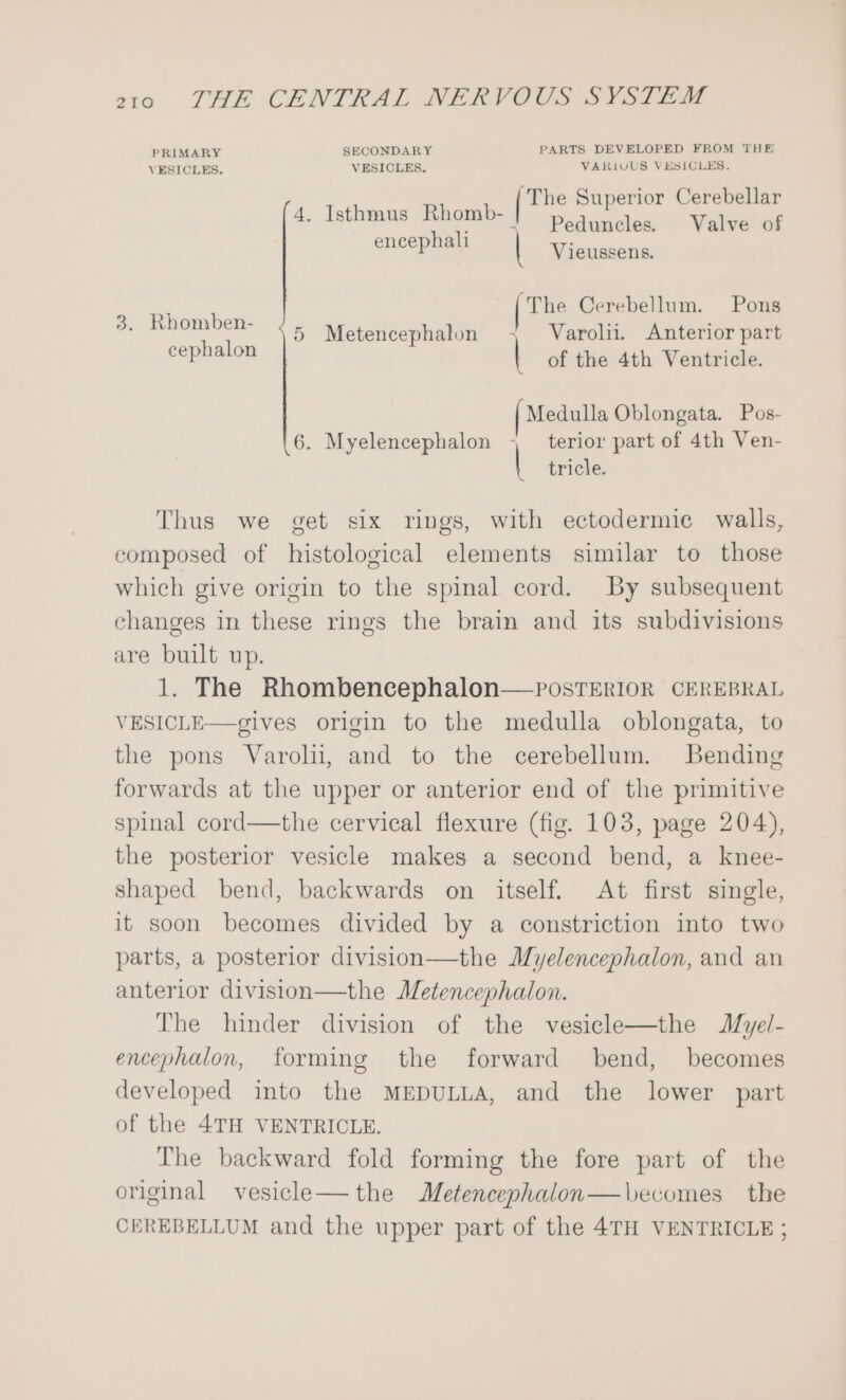 PRIMARY SECONDARY PARTS DEVELOPED FROM THE VESICLES. VESICLES, VARKIVUS VESICLES. The Superior Cerebellar 4. Isthmus Rhomb- Peduncles. Valve of encephali Vieussens. 3. gated 5 Metencephalon Varolii. Anterior part cephalon of the 4th Ventricle. Medulla Oblongata. Pos- terior part of 4th Ven- tricle. | [The Cerebellum. Pons | | 6. Myelencephalon | Thus we get six rings, with ectodermic walls, composed of histological elements similar to those which give origin to the spinal cord. By subsequent changes in these rings the brain and its subdivisions are built up. 1. The Rhombencephalon—PosTERIOR CEREBRAL VESICLE—gives origin to the medulla oblongata, to the pons Varolii, and to the cerebellum. Bending forwards at the upper or anterior end of the primitive spinal cord—the cervical flexure (fig. 103, page 204), the posterior vesicle makes a second bend, a knee- shaped bend, backwards on itself. At first single, it soon becomes divided by a constriction into two parts, a posterior division—the Myelencephalon, and an anterior division—the Metencephaton. The hinder division of the vesicle—the Myel- encephalon, forming the forward bend, becomes developed into the MEDULLA, and the lower part of the 4TH VENTRICLE. The backward fold forming the fore part of the original vesicle—the Meteneephalon—becomes the CEREBELLUM and the upper part of the 4TH VENTRICLE ;