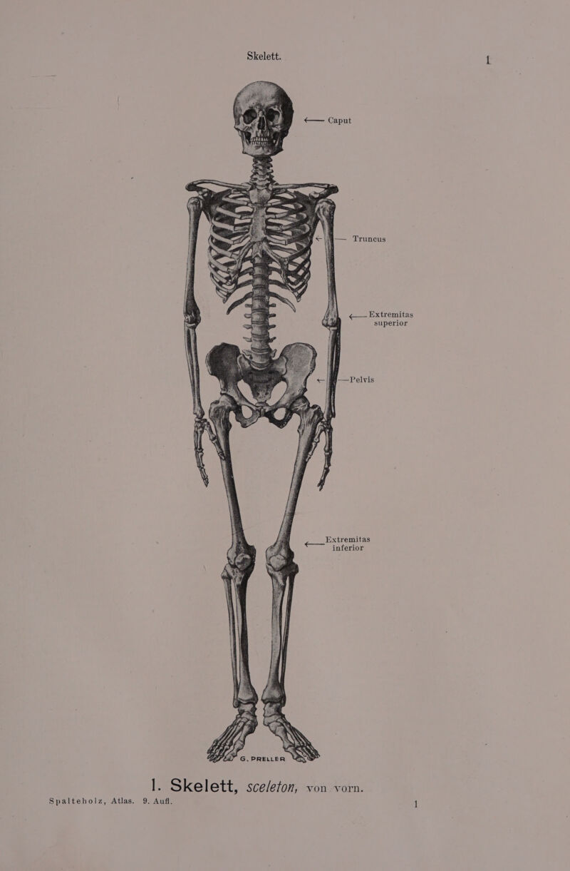 Skelett. <— Caput —(4a— Truncus gene Extremitas superior t pe hoe ete, a Extremitas inferior VON -vorn. l. Skelett, sce/eton,