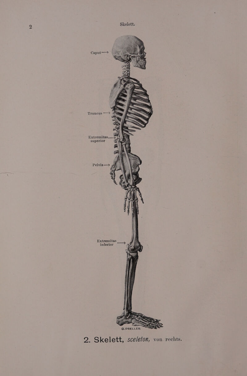 Caput—— Extremitas——__» superior Pelvis— Extremitas inferior G.PRELLER
