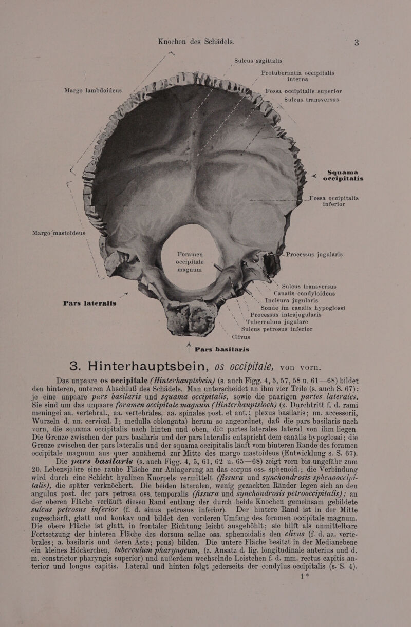 / Sulcus sagittalis Protuberantia occipitalis / interna Margo lambdoideus oa4Ym— Fossa occipitalis superior Sulcus transversus Ya re a Py Squama i oceipitalis \ \ $4 _ Fossa occipitalis \ inferior \ Margo “mastoideus Foramen a ie Processus jugularis occipitale magnum BX *S Sulcus transversus Canalis condyloideus ‘\. Incisura jugularis Sonde im canalis hypoglossi \ Processus intrajugularis ‘\ Tuberculum jugulare x Sulcus petrosus inferior \ ’ Clivus Pars lateralis \ ' Pars basilaris 3. Hinterhauptsbein, os occipitale, von vorn. Das unpaare 0s occipitale (Hinterhauptsbein) (s. auch Figg. 4, 5, 57, 58 u. 61—68) bildet den hinteren, unteren Abschluf des Schidels. Man unterscheidet an ihm vier Teile (s. auch S. 67): je eine unpaare pars basilaris und squama occipitalis, sowie die paarigen partes laterales. Sie sind um das unpaare foramen occipitale magnum (Hinterhauptsloch) (z. Durchtritt f. d. rami meningei aa. vertebral., aa. vertebrales, aa. spinales post. et ant.; plexus basilaris; nn. accessorii, Wurzeln d. nn. cervical. 1; medulla oblongata) herum so angeordnet, daf} die pars basilaris nach vorn, die squama occipitalis nach hinten und oben, die partes laterales lateral von ihm liegen. Die Grenze zwischen der pars basilaris und der pars lateralis entspricht dem canalis hypoglossi; die Grenze zwischen der pars lateralis und der squama occipitalis lauft vom hinteren Rande des foramen occipitale magnum aus quer annahernd zur Mitte des margo mastoideus (Entwicklung s. S. 67). Die pars basilaris (s. auch Figg. 4, 5, 61, 62 u. 65—68) zeigt vorn bis ungefiihr zum 20. Lebensjahre eine rauhe Fliche zur Anlagerung an das corpus oss. sphenoid.; die Verbindung wird durch eine Schicht hyalinen Knorpels vermittelt (fissura und synchondrosts sphenoocciy- talis), die spiter verknéchert. Die beiden lateralen, wenig gezackten Rander legen sich an den angulus post. der pars petrosa oss. temporalis (/issura und synchondrosis petrooccipitalis) ; an der oberen Fiche verlaéuft diesen Rand entlang der durch beide Knochen gemeinsam gebildete sulcus petrosus inferior (f. d. sinus petrosus inferior). Der hintere Rand ist in der Mitte zugescharft, glatt und konkav und bildet den vorderen Umfang des foramen occipitale magnum. Die obere Flache ist glatt, in frontaler Richtung leicht ausgehohlt; sie hilft als unmittelbare Fortsetzung der hinteren Fliche des dorsum sellae oss. sphenoidalis den clivus (f. d. aa. verte- brales; a. basilaris und deren Aste; pons) bilden. Die untere Flache besitzt in der Medianebene ein kleines Héckerchen, tuberculum pharyngeum, (z. Ansatz d. lig. longitudinale anterius und d. m. constrictor pharyngis superior) und auBerdem wechselnde Leistchen f. d. mm. rectus capitis an- terior und longus capitis. Lateral und hinten folgt jederseits der condylus occipitalis (s. S. 4). |