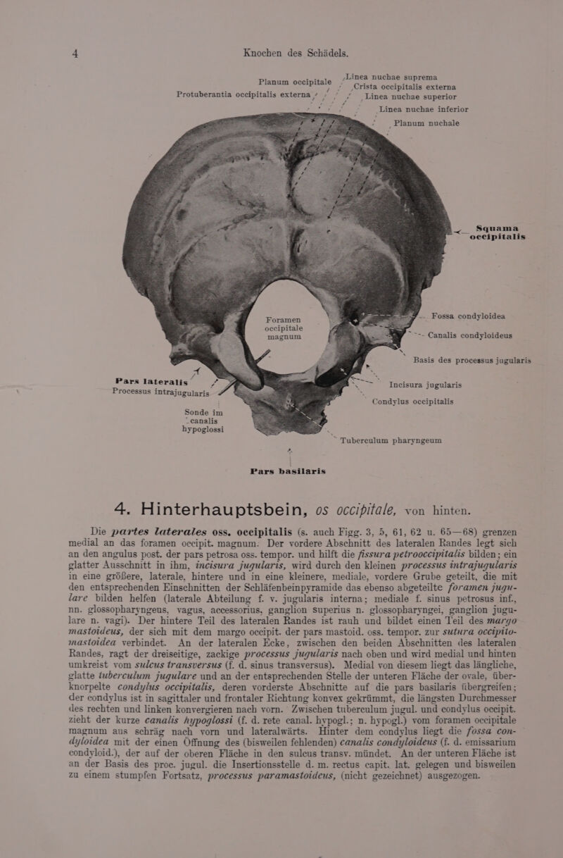 ,Linea nuchae suprema » Crista occipitalis externa Protuberantia occipitalis externa / J ¢ ~ _Linea nuchae superior Planum occipitale Linea nuchae inferior _ Planum nuchale _ Squama occipitalis Foramen occipitale magnum Basis des processus jugularis f Pars lateralis F Incisura jugularis Processus intrajugularis Goudie i : ‘ondylus occipitalis Sonde im _canalis hypoglossi ~ Tuberculum pharyngeum Pars basilaris 4. Hinterhauptsbein, os occipitale, von hinten. Die partes laterales oss. occipitalis (s. auch Figg. 3, 5, 61, 62 u. 65—68) grenzen medial an das foramen occipit. magnum: Der vordere Abschnitt des lateralen Randes legt sich an den angulus post. der pars petrosa oss. tempor. und hilft die fissura petrooccipitalis bilden; ein glatter Ausschnitt in ihm, znctsura jugularis, wird durch den kleinen processus intrajugularis in eine gréfere, laterale, hintere und in eine kleinere, mediale, vordere Grube geteilt, die mit den entsprechenden Einschnitten der Schlafenbeinpyramide das ebenso abgeteilte foramen jugu- lare bilden helfen (laterale Abteilung f. v. jugularis interna; mediale f. sinus petrosus inf., nn. glossopharyngeus, vagus, accessorius, ganglion superius n. glossopharyngei, ganglion jugu- lare n. vagi). Der hintere Teil des lateralen Randes ist rauh und bildet einen Teil des margo mastotdeus, der sich mit dem margo occipit. der pars mastoid. oss. tempor. zur sutura occtpito- mastotdea verbindet. An der lateralen Ecke, zwischen den beiden Abschnitten des lateralen Randes, ragt der dreiseitige, zackige processus jugularis nach oben und wird medial und hinten umkreist vom sulcus transversus (f. d. sinus transyersus). Medial von diesem liegt das langliche, glatte tuberculum jugulare und an der entsprechenden Stelle der unteren Flache der ovale, iiber- knorpelte condylus occtpitalis, deren vorderste Abschnitte auf die pars basilaris iibergreifen; der condylus ist in sagittaler und frontaler Richtung konvex gekriimmt, die lingsten Durchmesser des rechten und linken konvergieren nach vorn. Zwischen tuberculum jugul. und condylus occipit. zieht der kurze canalis hypoglossi (f. d. rete canal. hypogl.; n. hypogl.) vom foramen occipitale magnum aus schrig nach yorn und lateralwirts. Hinter dem condylus liegt die fossa con- dyloidea mit der einen Offnung des (bisweilen fehlenden) canalis condyloideus (f. d. emissarium condyloid.), der auf der oberen Flache in den sulcus transy. miindet. An der unteren Flache ist an der Basis des proc. jugul. die Insertionsstelle d. m. rectus capit. lat. gelegen und bisweilen zu einem stumpfen Fortsatz, processus paramastoideus, (nicht gezeichnet) ausgezogen.
