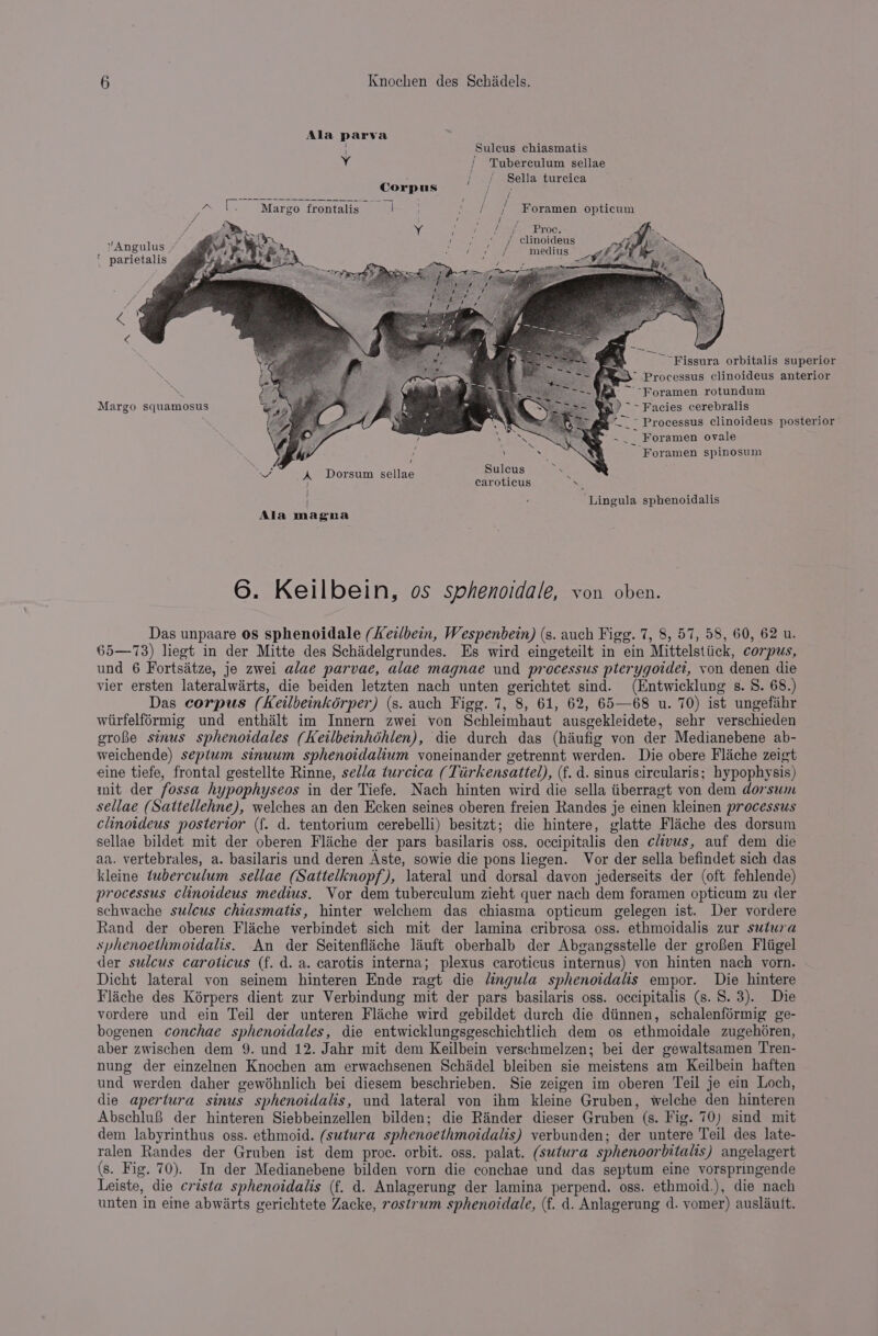 Ala parva Sulcus chiasmatis Y / Tuberculum sellae ; 7 Sella turcica Corpus oa [. Margo frontalis aia , | / Foramen opticum 7 , 3 / ‘ f LS py vine “PLOGs cA ] ‘ei wi, i ( “ 7 clinoideus 4, wwe Pleat” P ys 2 st geemedtus 95s VEZ ; he a ‘ parietalis TR 95 Te e i ay so bd ed y ; ‘ yas si Sawn haa = en eeora* AS — yy i : uo hl ‘ : LA Che # cs &lt; a 4 Aas ~-Fissura orbitalis superior ~s Processus clinoideus anterior -~-Foramen rotundum ) ~~ Facies cerebralis ‘&gt; Processus clinoideus posterior ~ ip Foramen ovale ‘Foramen spinosum | o Ss t Margo squamosu 29 oS w, ~ iPS. £ oe 1 ~ &gt; Vv A. Dorsum sellae ! | Sulcus caroticus eS | : Lingula sphenoidalis Ala magna 6. Keilbein, os sphenoidale, von oben. Das unpaare os sphenoidale (Keilbein, Wespenbein) (s. auch Figg. 7, 8, 57, 58, 60, 62 u. 65—73) liegt in der Mitte des Schidelgrundes. Es wird eingeteilt in ein Mittelstiick, corpus, und 6 Fortsatze, je zwei alae parvae, alae magnae und processus pterygoidet, von denen die vier ersten lateralwarts, die beiden letzten nach unten gerichtet sind. (Entwicklung s. S. 68.) Das corpus (Keilbeinkérper) (s. auch Figg. 7, 8, 61, 62, 65—68 u. 70) ist ungefihr wiirfelformig und enthilt im Innern zwei von Schleimhaut ausgekleidete, sehr verschieden grobe sinus sphenoidales (Keilbeinhéhlen), die durch das (haiufig von der Medianebene ab- weichende) septum sinuum sphenoidalium voneinander getrennt werden. Die obere Flache zeigt eine tiefe, frontal gestellte Rinne, sella turcica (Tiirkensattel), (f. d. sinus circularis; hypophysis) mit der fossa hypophyseos in der Tiefe. Nach hinten wird die sella iiberragt von dem dorsum sellae (Sattellehne), welches an den Ecken seines oberen freien Randes je einen kleinen processus clinoideus posterior (f{. d. tentorium cerebelli) besitzt; die hintere, glatte Fliche des dorsum sellae bildet mit der oberen Fliche der pars basilaris oss. occipitalis den clivus, auf dem die aa. vertebrales, a. basilaris und deren Aste, sowie die pons liegen. Vor der sella befindet sich das kleine tuberculum sellae (Sattelknopf), lateral und dorsal davon jederseits der (oft fehlende) processus clinoideus medius. Vor dem tuberculum zieht quer nach dem foramen opticum zu der schwache sulcus chiasmatis, hinter welchem das chiasma opticum gelegen ist. Der vordere Rand der oberen Flache verbindet sich mit der lamina cribrosa oss. ethmoidalis zur sutw7a sphenoethmoidalis. An der Seitenfliche lauft oberhalb der Abgangsstelle der groBen Fliigel der sulcus caroticus (f. d. a. carotis interna; plexus caroticus internus) von hinten nach vorn. Dicht lateral von seinem hinteren Ende ragt die léngula sphenoidalis empor. Die hintere Flache des K6érpers dient zur Verbindung mit der pars basilaris oss. occipitalis (s. 8. 3). Die vordere und ein Teil der unteren Fliche wird gebildet durch die diinnen, schalenfoérmig ge- bogenen conchae sphenoidales, die entwicklungsgeschichtlich dem os ethmoidale zugehoren, aber zwischen dem 9. und 12. Jahr mit dem Keilbein verschmelzen; bei der gewaltsamen Tren- nung der einzelnen Knochen am erwachsenen Schiidel bleiben sie meistens am Keilbein haften und werden daher gewoéhnlich bei diesem beschrieben. Sie zeigen im oberen Teil je ein Loch, die apertura sinus sphenoidalis, und lateral von ihm kleine Gruben, welche den hinteren Abschlu8 der hinteren Siebbeinzellen bilden; die Rander dieser Gruben (s. Fig. 70) sind mit dem labyrinthus oss. ethmoid. (sutura sphenoethmoidalis) verbunden; der untere Teil des late- ralen Randes der Gruben ist dem proc. orbit. oss. palat. (sutura sphenoorbitalis) angelagert (s. Fig. 70). In der Medianebene bilden vorn die conchae und das septum eine vorspringende Leiste, die crista sphenoidalis (f. d. Anlagerung der lamina perpend. oss. ethmoid.), die nach unten in eine abwirts gerichtete Zacke, rostrum sphenoidale, (f. d. Anlagerung d. vomer) auslauit.