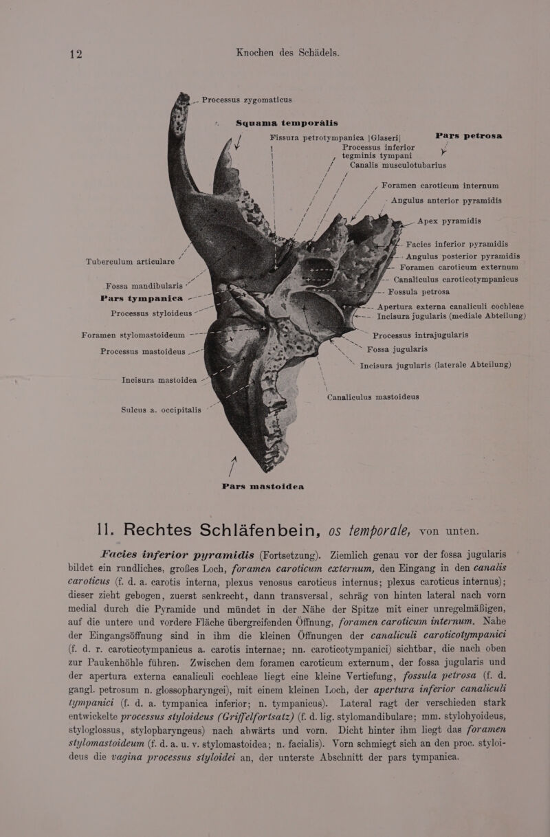 = - Processus zygomaticus Squama temporalis y 4 Fissura petrotympanica |Glaseri| Pars petrosa 4 Processus inferior y , tegminis tympani i Canalis musculotubarius / , Foramen caroticum internum = Seer pata eceal - Angulus anterior pyramidis i Apex pyramidis fd - Facies inferior pyramidis 4. Angulus posterior pyramidis . / Tubereulum articulare A 3 -#- Foramen caroticum externum : Pee, -- Canaliculus caroticotympanicus Fossa mandibularis « = as -- Fossula petrosa Pars tympanica -——~ --- Apertura externa canaliculi cochleae Processus styloideus ~~ ~~. Incisura jugularis (mediale Abteilung) Foramen stylomastoideum ~~~ ~~ Processus intrajugularis Processus mastoideus .--~ N ~ Fossa jugularis \ S Incisura jugularis (laterale Abteilung) Incisura mastoidea ~~ \ Canaliculus mastoideus Suleus a. occipitalis ~~ Pars mastoidea ll. Rechtes Schlafenbein, os femporale, von unten. Facies inferior pyramidis (Fortsetzung). Ziemlich genau vor der fossa jugularis bildet ein rundliches, groBes Loch, foramen caroticum externum, den Eingang in den canals caroticus (f. d. a. carotis interna, plexus venosus caroticus internus; plexus caroticus internus); dieser zieht gebogen, zuerst senkrecht, dann transversal, schrig von hinten lateral nach vorn medial durch die Pyramide und miindet in der Nahe der Spitze mit einer unregelmafigen, auf die untere und vordere Fliche tibergreifenden Offnung, foramen caroticum internum. Nahe der Eingangsdffnung sind in ihm die kleinen Offnungen der canaliculi caroticotympanici (f. d. r. caroticotympanicus a. carotis internae; nn. caroticotympanici) sichtbar, die nach oben zur Paukenhohle fiihren. Zwischen dem foramen caroticum externum, der fossa jugularis und der apertura externa canaliculi cochleae liegt eine kleine Vertiefung, fossula petrosa (f. d. gangl. petrosum n. glossopharyngei), mit einem kleinen Loch, der apertura inferior canaliculi tympanici (f. d. a. tympanica inferior; n. tympanicus). Lateral ragt der verschieden stark entwickelte processus styloideus (Griffelfortsatz) (f. d. lig. stylomandibulare; mm. stylohyoideus, styloglossus, stylopharyngeus) nach abwarts und vorn. Dicht hinter ihm liegt das foramen stylomastoideum (f. d. a. u. vy. stylomastoidea; n. facialis). Vorn schmiegt sich an den proc. styloi- deus die vagina processus styloidei an, der unterste Abschnitt der pars tympanica.