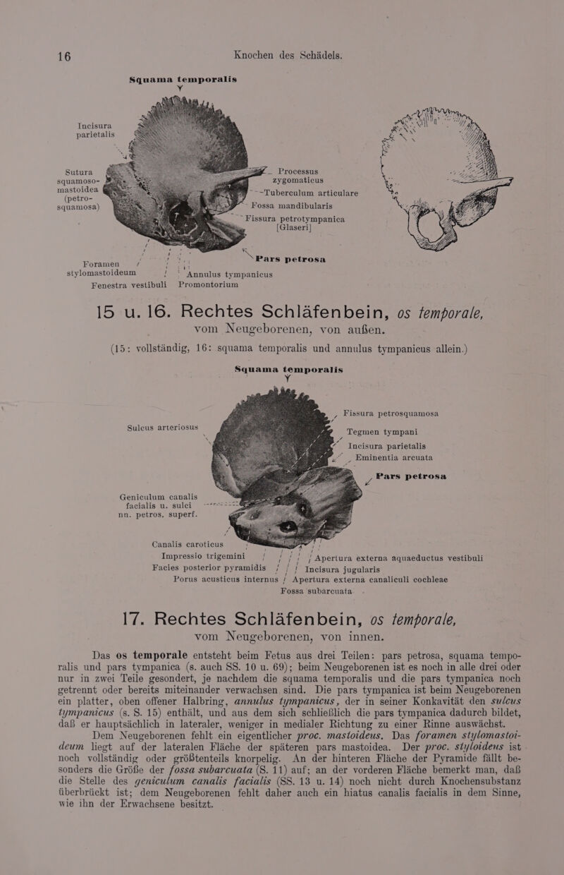 Squama temporalis Y Incisura parietalis Sutura : =x _ Processus squamoso- &amp; zygomaticus mastoidea ~~~Tuberculum articulare (petro- squamosa) ~ Fossa mandibularis _ Fissura petrotympanica [Glaseri| ~ / ' ‘ Y ae i ae Pars petros Foramen / Rereh P be stylomastoideum / ° Annulus tympanicus Fenestra vestibuli Promontorium 15 u. 16. Rechtes Schlafenbein, os femporale, vom Neugeborenen, von aufen. (15: vollstandig, 16: squama temporalis und annulus tympanicus allein.) Squama temporalis , Fissura petrosquamosa rteriosus i Sulcus arte Tegmen tympani 4 Incisura parietalis | Eminentia arcuata Pars petrosa Geniculum canalis facialis u. sulci nn. petros. superf. Canalis caroticus i Impressio trigemini / / / ' Fi Apertura externa aquaeductus vestibuli Facies posterior pyramidis / / / Incisura jugularis Porus acusticus internus / Apertura externa canaliculi cochleae Fossa subarcuata 17. Rechtes Schlafenbein, os temporale, vom Neugeborenen, von innen. Das os temporale entsteht beim Fetus aus drei Teilen: pars petrosa, squama tempo- ralis und pars tympanica (s. auch SS. 10 u. 69); beim Neugeborenen ist es noch in alle drei oder nur in zwei Teile gesondert, je nachdem die squama temporalis und die pars tympanica noch getrennt oder bereits miteinander verwachsen sind. Die pars tympanica ist beim Neugeborenen ein platter, oben offener Halbring, annulus tympanicus, der in seiner Konkavitaét den sudcus tympanicus (s. 8. 15) enthialt, und aus dem sich schlieflich die pars tympanica dadurch bildet, dafi er hauptsichlich in lateraler, weniger in medialer Richtung zu einer Rinne auswichst. Dem Neugeborenen fehlt ein eigentlicher proc. mastoideus. Das foramen stylomastot- deum liegt auf der lateralen Fliche der spiteren pars mastoidea. Der proc. styloideus ist noch vollsténdig oder gréftenteils knorpelig. An der hinteren Fliche der Pyramide fiallt be- sonders die Gréfie der fossa subarcuata (S. 11) auf; an der vorderen Fliche bemerkt man, daf die Stelle des geniculum canalis facialis (SS. 13 u. 14) noch nicht durch Knochensubstanz iiberbriickt ist; dem Neugeborenen fehlt daher auch ein hiatus canalis facialis in dem Sinne, wie ihn der Erwachsene besitzt.