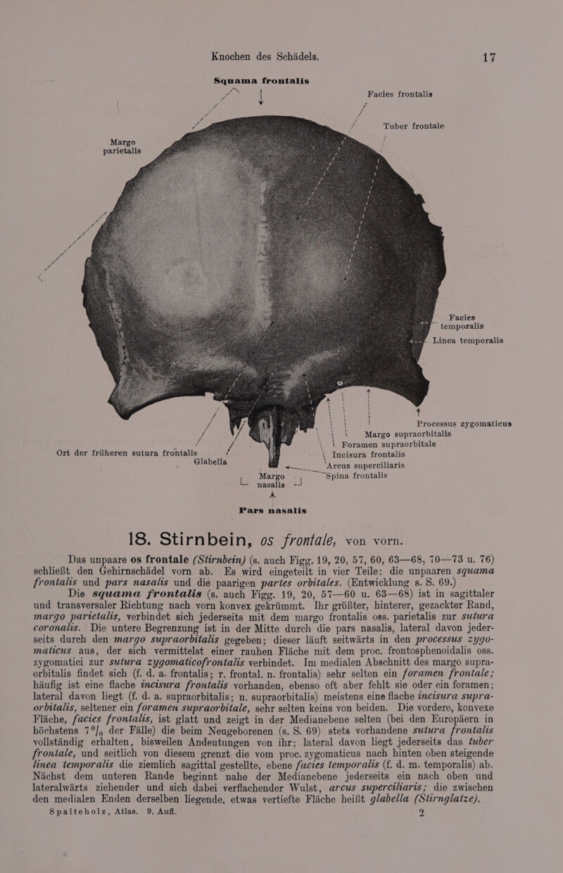 Squama frontalis # i Facies frontalis Margo parietalis Facies - temporalis Ee Linea temporalis ‘ \ A ae=——-—=-&gt; \ \ ' Margo supraorbitalis Foramen supraorbitale . Incisura frontalis enc “Arcus superciliaris “Spina frontalis A \ 1 1 1 1 \ 1 ' H \ \ 1 1 \ Ort der friiheren sutura frontalis i Glabella Margo Le nasalis a A Pars nasalis 18. Stirnbein, os Frontale, von vorn. Das unpaare 0s frontale (Stirnbein) (s. auch Figg. 19, 20, 57, 60, 63—68, 70—73 u. 76) schlieBt den Gehirnschidel vorn ab. Es wird eingeteilt in vier Teile: die unpaaren squama frontalis und pars nasalis und die paarigen partes orbitales. (Entwicklung s. S. 69.) Die squama frontalis (s. auch Figg. 19, 20, 57—60 u. 63—68) ist in sagittaler und transversaler Richtung nach vorn konvex gekriimmt. Ihr gréfter, hinterer, gezackter Rand, margo parietalis, verbindet sich jederseits mit dem margo frontalis oss. parietalis zur sutura coronalis. Die untere Begrenzung ist in der Mitte durch die pars nasalis, lateral davon jeder- seits durch den margo supraorbitalis gegeben; dieser liuft seitwairts in den processus zygo- maticus aus, der sich vermittelst einer rauhen Flache mit dem proc. frontosphenoidalis oss. zygomatici zur sutura zygomaticofrontalis verbindet. Im medialen Abschnitt des margo supra- orbitalis findet sich (f. d. a. frontalis; r. frontal. n. frontalis) sehr selten ein foramen frontale ; hiufig ist eine flache tnctsura frontalis vorhanden, ebenso oft aber fehlt sie oder ein foramen; lateral davon liegt (f. d. a, supraorbitalis; n. supraorbitalis) meistens eine flache inctsura supra- orbitalis, seltener ein foramen supraorbitale, sehr selten keins von beiden. Die vordere, konvexe Flaiche, facies frontalis, ist glatt und zeigt in der Medianebene selten (bei den Kuropiern in héchstens 7°/, der Falle) die beim Neugeborenen (s. S. 69) stets vorhandene swtura frontalis vollstindig erhalten, bisweilen Andeutungen von ihr; lateral davon liegt jederseits das tuber frontale, und seitlich von diesem grenzt die vom proc. zygomaticus nach hinten oben steigende linea temporalis die ziemlich sagittal gestellte, ebene facies temporaiis (f. d. m. temporalis) ab. Nachst dem unteren Rande beginnt nahe der Medianebene jederseits ein nach oben und lateralwiirts ziehender und sich dabei verflachender Wulst, arcus supercilaris; die zwischen den medialen Enden derselben liegende, etwas vertiefte Fliche heift glabella (Stirnglatze). Spalteholz, Atlas. 9. Aufl. 9