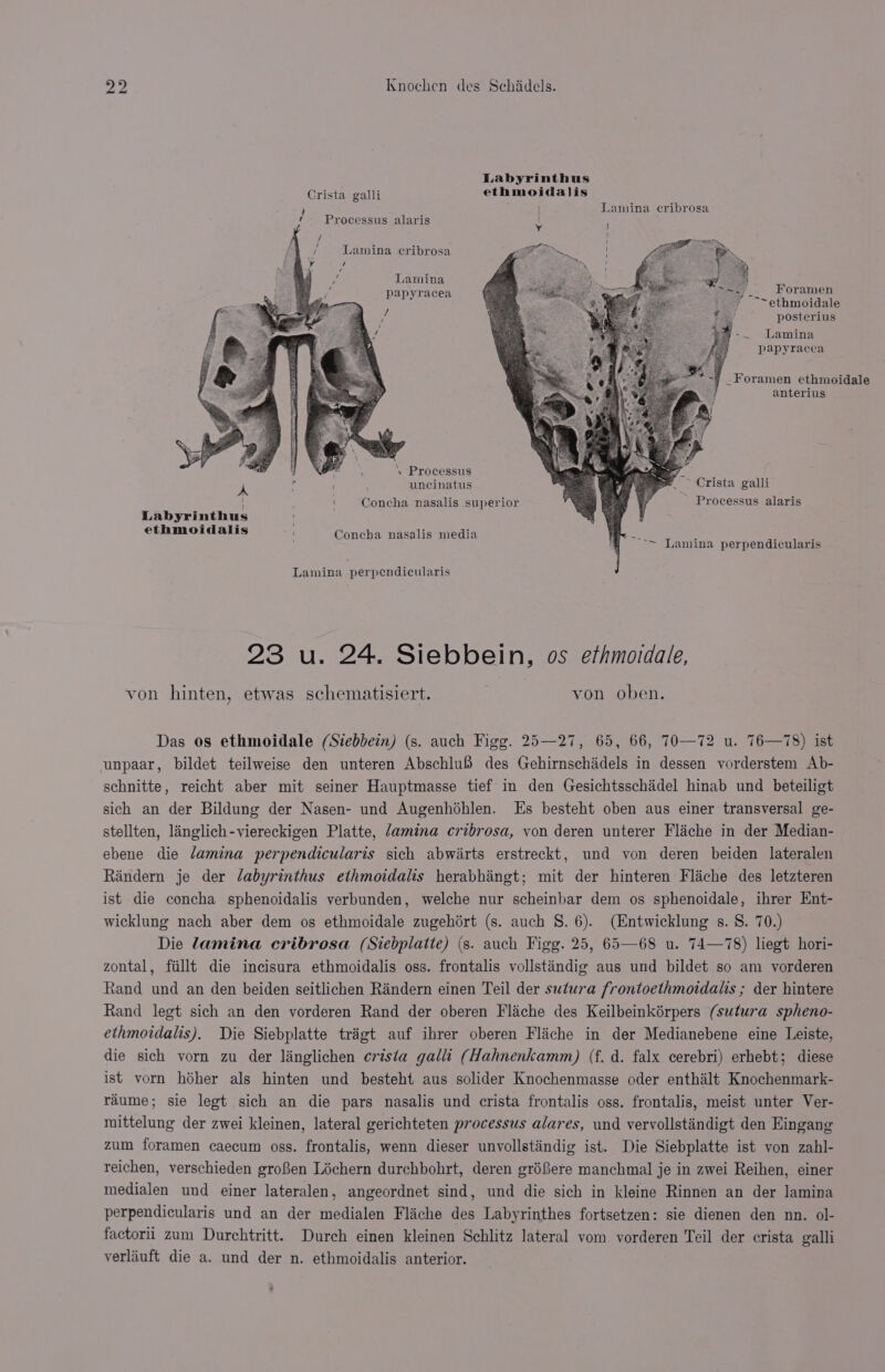 Labyrinthus Crista galli ethmoida)is } | Lamina cribrosa r- Processus alaris | J ’ i} / Lamina eribrosa Lamina 5 F papyracea Pk Oe “~~ ethmoidale i posterius -. Lamina papyracea _Foramen ethmoidale anterius Concha nasalis media ‘. Processus Ping 3 WN . uncinatus bes Crista galli ; Concha nasalis superior Processus alaris Labyrinthus ethmoidalis =) ~~~ Lamina perpendicularis Lamina perpendicularis 23 u. 24. Siebbein, os ethmoidale, von hinten, etwas schematisiert. von oben. Das os ethmoidale (Siebbein) (s. auch Figg. 25—27, 65, 66, 70—72 u. 76—78) ist unpaar, bildet teilweise den unteren Abschluf des Gehirnschidels in dessen vorderstem Ab- schnitte, reicht aber mit seiner Hauptmasse tief in den Gesichtsschadel hinab und beteiligt sich an der Bildung der Nasen- und Augenhdhlen. Es besteht oben aus einer transversal ge- stellten, langlich-viereckigen Platte, /amina cribrosa, yon deren unterer Flache in der Median- ebene die lamina perpendicularis sich abwirts erstreckt, und von deren beiden lateralen Randern je der labyrinthus ethmoidalis herabhingt; mit der hinteren Flaiche des letzteren ist die concha sphenoidalis verbunden, welche nur scheinbar dem os sphenoidale, ihrer Ent- wicklung nach aber dem os ethmoidale zugehdért (s. auch S. 6). (Entwicklung s. S. 70.) Die lamina cribrosa (Siebplatte) (s. auch Figg. 25, 65—68 u. 74—78) liegt hori- zontal, fiillt die incisura ethmoidalis oss. frontalis vollstandig aus und bildet so am vorderen Rand und an den beiden seitlichen Rindern einen Teil der sutura frontoethmoidalis ; der hintere Rand legt sich an den vorderen Rand der oberen Flache des Keilbeinkérpers (sutura spheno- ethmoidalis). Die Siebplatte trigt auf ihrer oberen Fliche in der Medianebene eine Leiste, die sich vorn zu der linglichen crista galli (Hahnenkamm) (f. d. falx cerebri) erhebt; diese ist vorn héher als hinten und besteht aus solider Knochenmasse oder enthilt Knochenmark- raume; sie legt sich an die pars nasalis und crista frontalis oss. frontalis, meist unter Ver- mittelung der zwei kleinen, lateral gerichteten processus alares, und vervollstindigt den Eingang zum foramen caecum oss. frontalis, wenn dieser unyollstindig ist. Die Siebplatte ist von zahl- reichen, verschieden grofen Lichern durchbohrt, deren gréfere manchmal je in zwei Reihen, einer medialen und einer lateralen, angeordnet sind, und die sich in kleine Rinnen an der lamina perpendicularis und an der medialen Fliche des Labyrinthes fortsetzen: sie dienen den nn. ol- factorii zum Durchtritt. Durch einen kleinen Schlitz lateral vom vorderen Teil der crista galli verliuft die a. und der n. ethmoidalis anterior.