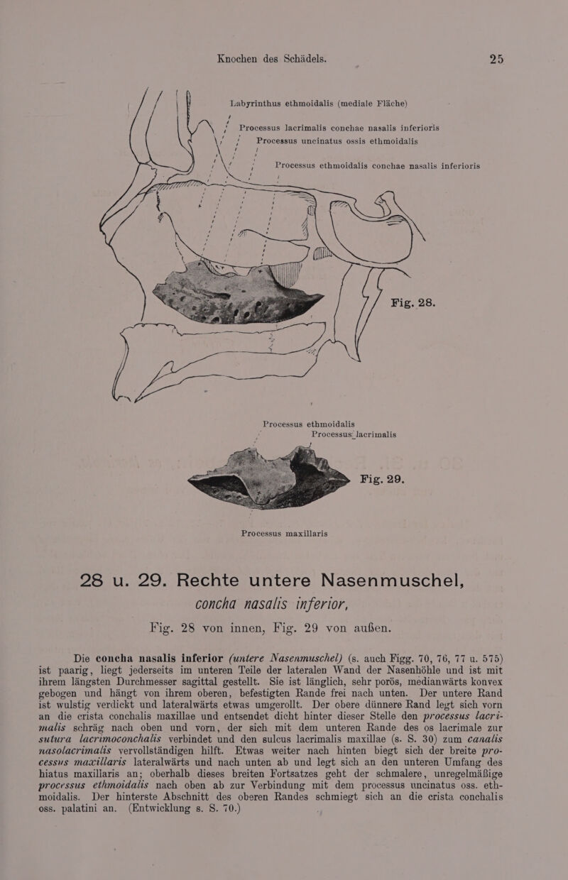 Labyrinthus ethmoidalis (mediale Flache) , Processus Jacrimalis conchae nasalis inferioris ; Processus uncinatus ossis ethmoidalis Processus ethmoidalis conchae nasalis inferioris Processus maxillaris 28 u. 29. Rechte untere Nasenmuschel, concha nasalis inferior, Fig. 28 von innen, Fig. 29 von aufen. Die concha nasalis inferior (untere Nasenmuschel) (s. auch Figg. 70, 76, 77 u. 575) ist paarig, liegt jederseits im unteren Teile der lateralen Wand der Nasenhdéhle und ist mit ihrem langsten Durchmesser sagittal gestellt. Sie ist linglich, sehr porés, medianwarts konvex gebogen und hiangt von ihrem oberen, befestigten Rande frei nach unten. Der untere Rand ist wulstig verdickt und lateralwarts etwas umgerollt. Der obere diinnere Rand levt sich vorn an die crista conchalis maxillae und entsendet dicht hinter dieser Stelle den processus lacri- malis schrig nach oben und vorn, der sich mit dem unteren Rande des os lacrimale zur sutura lacrimoconchalis verbindet und den sulcus lacrimalis maxillae (s. S. 30) zum canalis nasolacrimalts vervollstindigen hilft. Etwas weiter nach hinten biegt sich der breite pro- cessus maxtllaris lateralwarts und nach unten ab und legt sich an den unteren Umfang des hiatus maxiliaris an; oberhalb dieses breiten Fortsatzes geht der schmalere, unregelmafige processus ethmoidalis nach oben ab zur Verbindung mit dem processus uncinatus oss. eth- moidalis. Der hinterste Abschnitt des oberen Randes schmiegt sich an die crista conchalis oss. palatini an. (Entwicklung s. S. 70.)