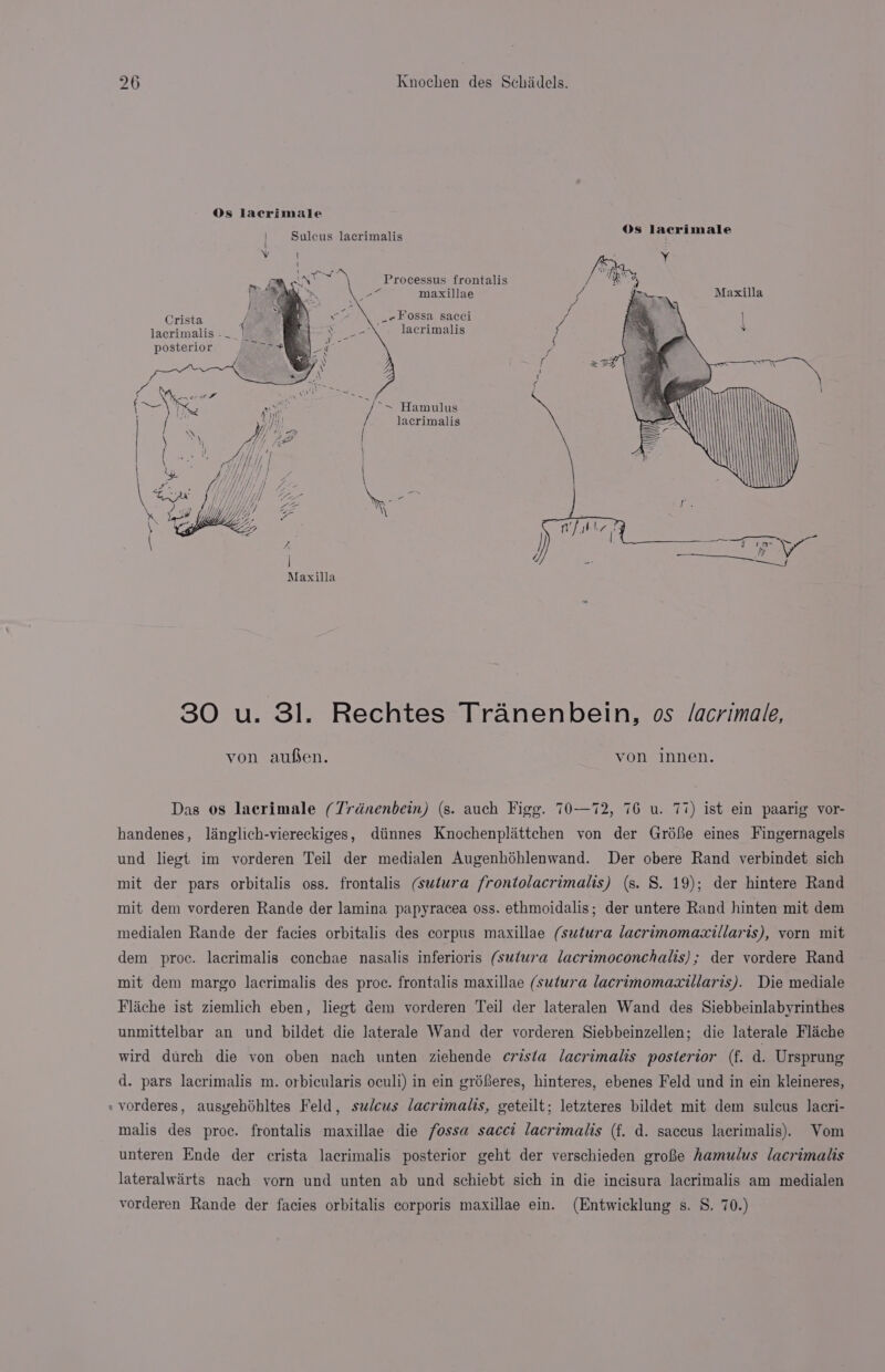 Os lacrimale | Sulcus lacrimalis Vv | ia os Processus frontalis 2 af maxillae Crista _-Fossa sacci lacrimalis -__|_ posterior : lacrimalis x ae . \ a A ~~ Hamulus lacrimalis Maxilla 30 u. 31. Rechtes Tranenbein, os /acrimale, von aufsen. von innen. Das os lacrimale (Trdnenbein) (s. auch Figg. 70—72, 76 u. 77) ist ein paarig vor- handenes, langlich-viereckiges, diinnes Knochenplittchen von der Gréfe eines Fingernagels und liegt im vorderen Teil der medialen Augenhéhlenwand. Der obere Rand verbindet sich mit der pars orbitalis oss. frontalis (sutura frontolacrimalis) (s. 8. 19); der hintere Rand mit dem vorderen Rande der lamina papyracea oss. ethmoidalis; der untere Rand hinten mit dem medialen Rande der facies orbitalis des corpus maxillae (sutura lacrimomacxillaris), yorn mit dem proc. lacrimalis conchae nasalis inferioris (sutura lacrimoconchalis); der vordere Rand mit dem margo lacrimalis des proc. frontalis maxillae (sutura lacrimomaxillaris). Die mediale Flache ist ziemlich eben, liegt Gem vorderen Teil der lateralen Wand des Siebbeinlabyrinthes unmittelbar an und bildet die Jaterale Wand der vorderen Siebbeinzellen; die laterale Flache wird durch die von oben nach unten ziehende crista lacrimalis posterior (f. d. Ursprung d. pars lacrimalis m. orbicularis oculi) in ein gréferes, hinteres, ebenes Feld und in ein kleineres, » vorderes, ausyehéhltes Feld, sulcus lacrimalis, geteilt; letzteres bildet mit dem sulcus lacri- malis des proc. frontalis maxillae die fossa sacci lacrimalis (f. d. saccus lacrimalis). Vom unteren Ende der crista lacrimalis posterior geht der verschieden groBe hamulus lacrimalis lateralwarts nach vorn und unten ab und schiebt sich in die incisura lacrimalis am medialen vorderen Rande der facies orbitalis corporis maxillae ein. (Entwicklung s. S. 70.)