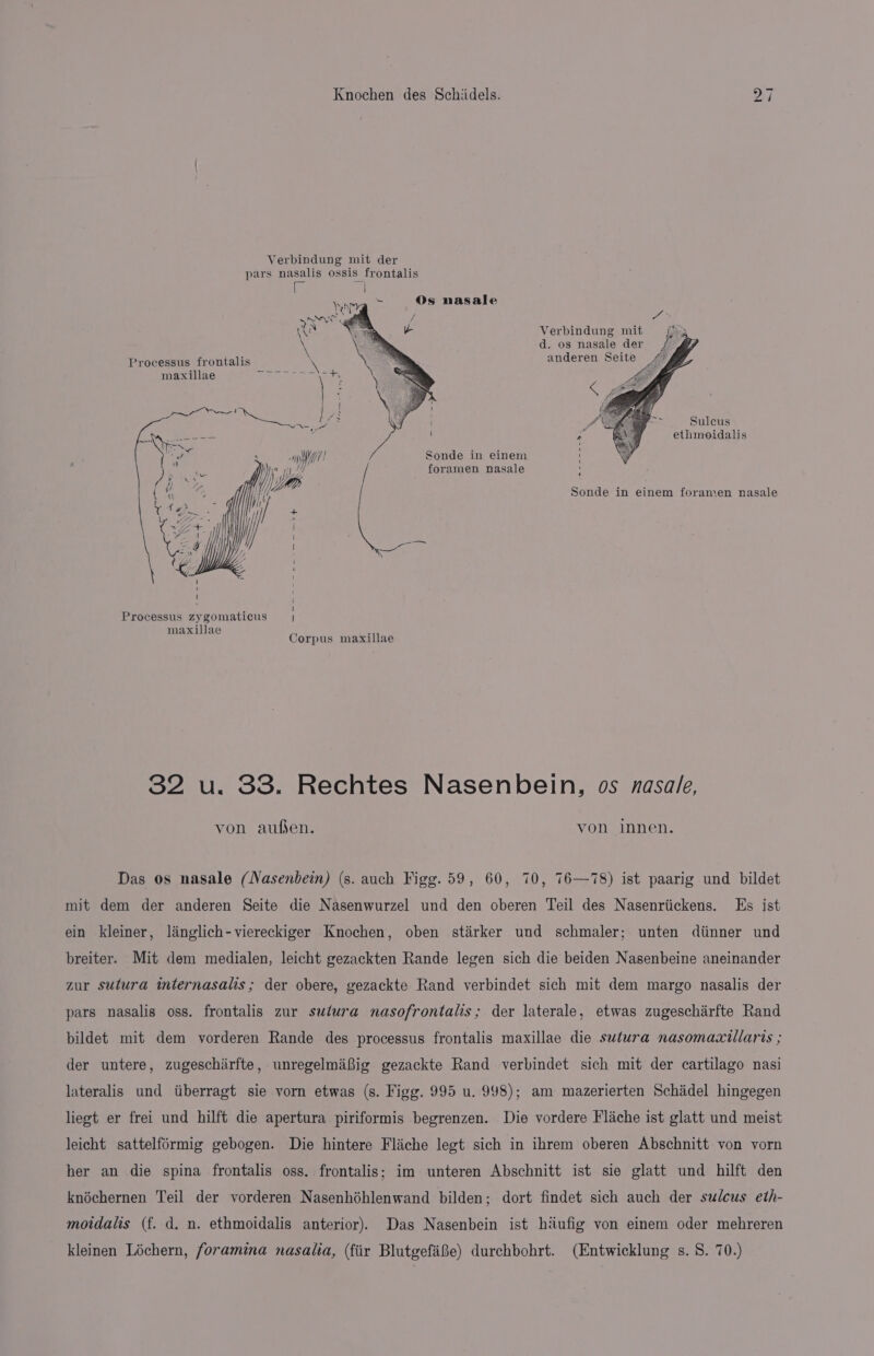 Verbindung mit der pars nasalis ossis frontalis wag ~ Os nasale SA Ve as te Verbindung mit {3 \ d. os nasale der 4 Processus frontalis \ anderen Seite #7 maxillae Bo as ae Fae Sg Sulcus ethimoidalis , WM Sonde in einem Me yy foramen nasale Y!) pps j YP Sonde in einem foramen nasale rae Stt Processus zygomaticus | maxillae 4 Corpus maxillae 32 u. 33. Rechtes Nasenbein, os zasale, von aufsen. von innen. Das os nasale (Nasenbein) (s. auch Figg. 59, 60, 70, 76—78) ist paarig und bildet mit dem der anderen Seite die Nasenwurzel und den oberen Teil des Nasenriickens. Es ist ein kleiner, langlich-viereckiger Knochen, oben stirker und schmaler; unten diinner und breiter. Mit dem medialen, leicht gezackten Rande legen sich die beiden Nasenbeine aneinander mur sutura internasalis; der obere, gezackte Rand verbindet sich mit dem margo nasalis der pars nasalis oss. frontalis zur sutura nasofrontalis; der laterale, etwas zugescharfte Rand bildet mit dem vorderen Rande des processus frontalis maxillae die sutura nasomaxillarts ; der untere, zugeschirfte, unregelmaBig gezackte Rand verbindet sich mit der cartilago nasi lateralis und tiberragt sie vorn etwas (s. Figg. 995 u. 998); am mazerierten Schadel hingegen liegt er frei und hilft die apertura piriformis begrenzen. Die vordere Flache ist glatt und meist leicht sattelférmig gebogen. Die hintere Fliche legt sich in ihrem oberen Abschnitt von vorn her an die spina frontalis oss. frontalis; im unteren Abschnitt ist sie glatt und hilft den knéchernen Teil der vorderen Nasenhéhlenwand bilden; dort findet sich auch der sulcus eth- motdalis (f. d. n. ethmoidalis anterior). Das Nasenbein ist hiiufig von einem oder mehreren kleinen Léchern, foramina nasalia, (fiir Blutgefi®e) durchbohrt. (Entwicklung s. S. 70.)