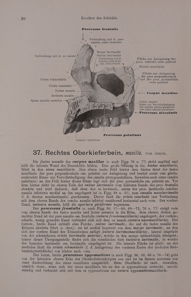 Processus frontalis Ue Verbindung mit d. pars ~ ~. nasalis ossis frontalis Margo lacrimalis Verbindung mit d. os nasale &amp; * Suleus lacrimalis a / Verbindung mit d. Flache zur Anlagerung des I te ; lamina pap) ahs / proce. orbitalis ossis palatini kg } r oss. ethimoidalis a ay, i _ Hiatus maxillaris Fliche zur Anlagerung es ee. der pars perpendicularis Mv ‘und des proc. pyramidalis ossis palatini Crista ethmoidalis ‘, Crista conchalis -~~ Facies nasalis ___\___ 3 : j 4 &lt;— Corpus maxillae Incisura nasalis -—— : Spina nasalis anterior -- PeCristae nesalis ® Rinne zur Verv ollstiindigung ~~~ des canalis pterygopalatinus i und eines canalis paijatinus ' &lt;— Processus alveolaris Processus palatinus 37. Rechtes Oberkieferbein, maxilla, von innen. Die fucies nasalis des corpus maxillae (s. auch Figg. 76 u. 77) steht sagittal und hilft die laterale Wand der Nasenhdhle bilden. Eine grofe Offnung in ihr, htatus maaillaris, fiihrt in den sinus macillaris. Das etwas rauhe Feld hinter dem hiatus dient der facies maxillaris der pars perpendicularis oss. palatini zur Anlagerung und besitzt meist eine glatte, senkrechte Rinne zur Vervollstindigung des canalis pterygopalatinus, bisweilen auch eines canalis palatinus; an das Feld hinter dieser Rinne legt sich der proc. pyramidalis oss. palatini an. Vor dem hiatus zieht im oberen Teile der sulcus lacrimalis vom hinteren Rande des proc. frontalis abwarts und wird dadurch, dafs oben das os lacrimale, unten der proc. lacrimalis conchae nasalis inferioris medial an ihn angelagert ist (s. Figg. 29 u. 31), zum canalis nasolacrimalis (f. d. ductus nasolacrimalis) geschlossen. Davor lauft die crista conchalis (aur Verbindung mit dem oberen Rande der concha nasalis inferior) annahernd horizontal nach vorn. Der vordere Rand, tncisura nasalis, hilft die apertura piriformis begrenzen. Der processus frontalis (s. auch Figg. 36, 57—60, 69—72, 76 u. 77) steigt vorn vom oberen Rande der facies nasalis und facies anterior in die Héhe. Sein oberer, dicker, ge- zackter Rand ist der pars nasalis oss. frontalis (sutura frontomaxillaris) angelagert; der vordere, scharfe, wenig gezackte Rand verbindet sich mit dem os nasale (sutura nasomacxillaris). Der hintere, breite Rand enthalt eine Furche, sulcus lacrimalts, die auf die facies nasalis des Kérpers abwarts fiihrt (s. oben); sie ist medial begrenzt von dem margo lacrimalis, an den sich der vordere Rand des Trinenbeines anfiigt (sutwra lacrimomaxillaris), lateral eingefabt von der schwicheren crista lacrimalis antertor, welche in den margo infraorbitalis iibergeht; hinter dieser Ubergangsstelle findet sich die verschieden tiefe incisura lacrimalis, in welche der hamulus lacrimalis oss. lacrimalis eingelagert ist. Die laterale Flaiche ist glatt; an der medialen lauft die crista ethmotdalis (f. d. Anlagerung des vorderen Endes der medialen Sieb- beinlabyrinthflache) von hinten nach vorn. Der kurze, breite processus zygomaticus (s. auch Figg. 36, 59, 60 u. 70—74) geht von der lateralen oberen Ecke des Oberkieferbeinkérpers aus und ist im Innern meistens von einer Ausbuchtung des sinus maxillaris ausgehdhlt. Seine Oberfliche ist rauh, bisweilen, namlich dann, wenn sich der sinus maxillaris bis an das os zygomaticum erstreckt unvoll- stindig und verbindet sich mit dem os zygomaticum zur sulura zygomaticomaxillaris.